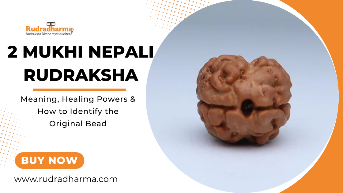 2 Mukhi Nepali Rudraksha: Meaning, Healing Powers & How to Identify the Original Bead