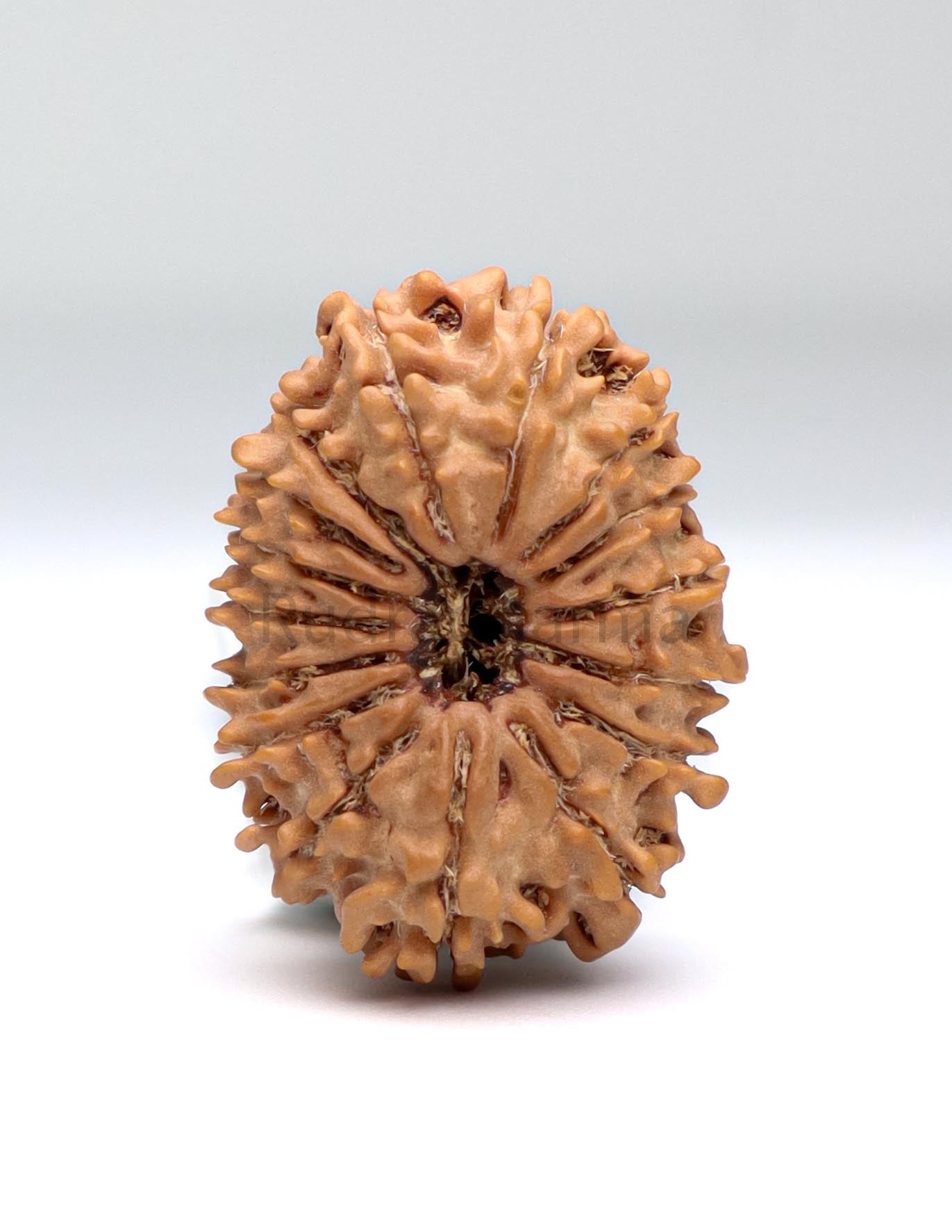 16 Mukhi Nepali Rudraksha