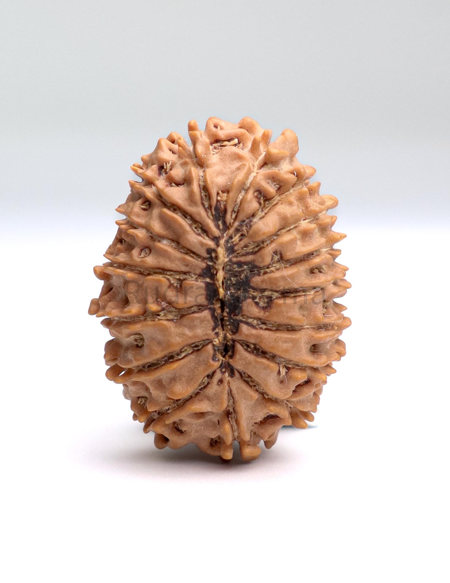 16 Mukhi Nepali Rudraksha