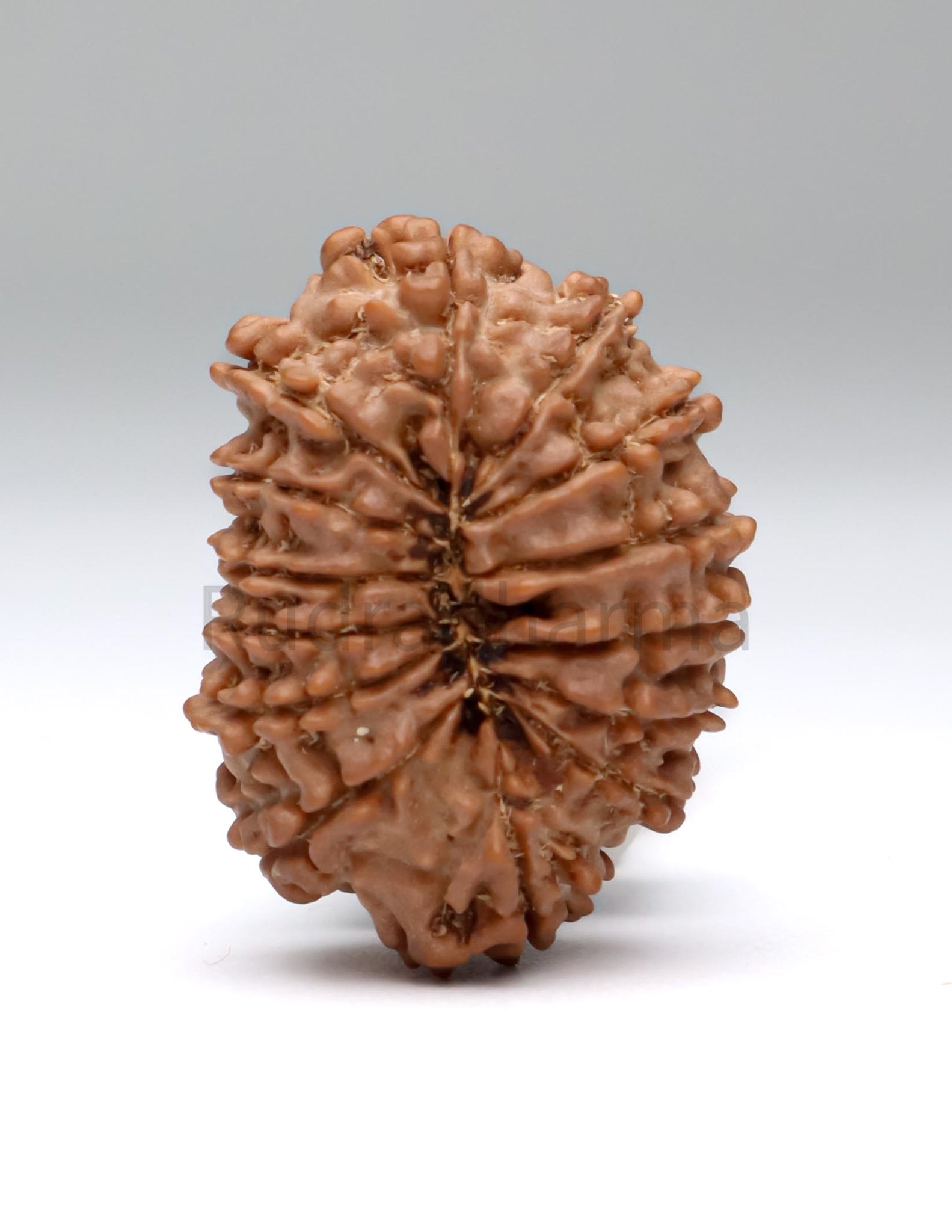 14 Mukhi Nepali Rudraksha