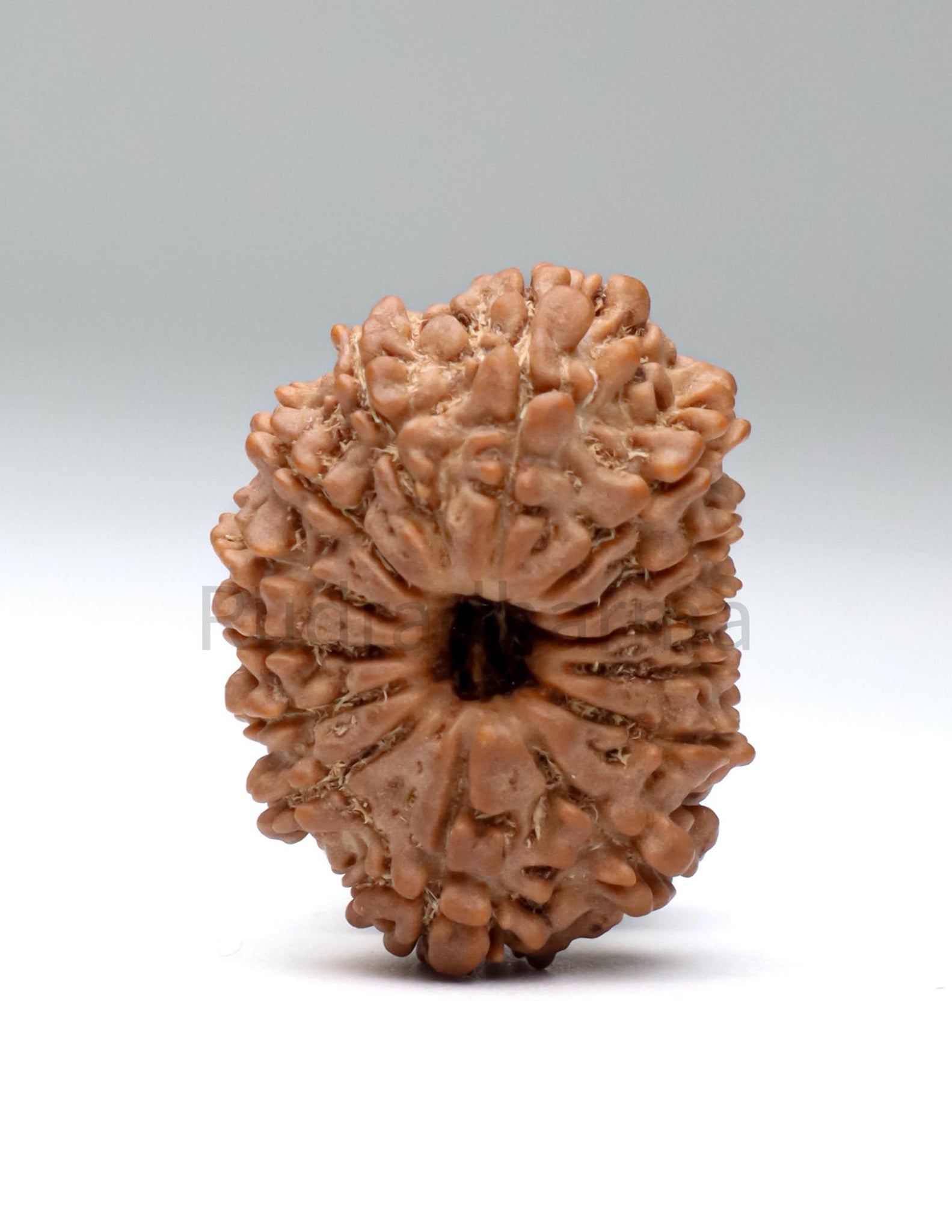 14 Mukhi Nepali Rudraksha