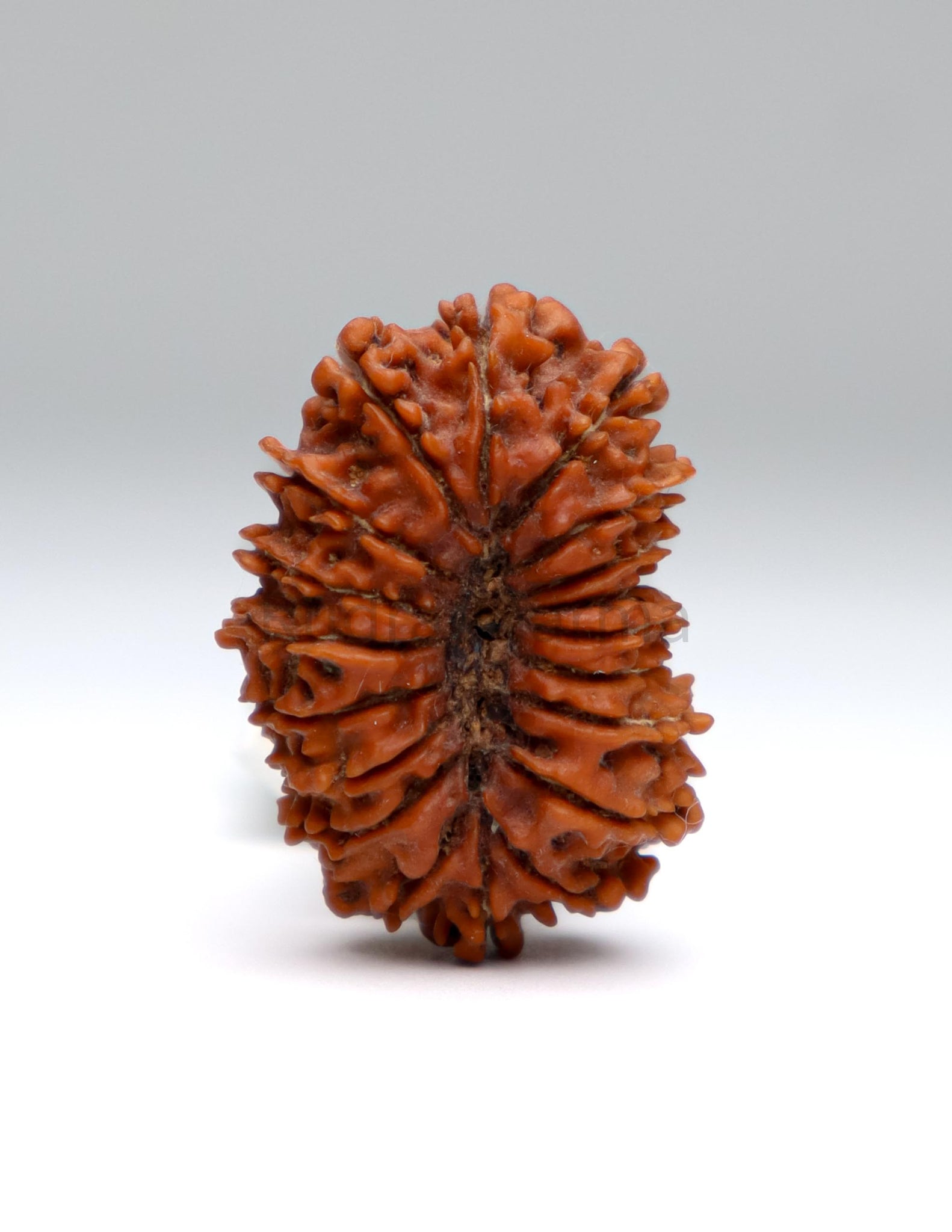 19 Mukhi Nepal Rudraksha