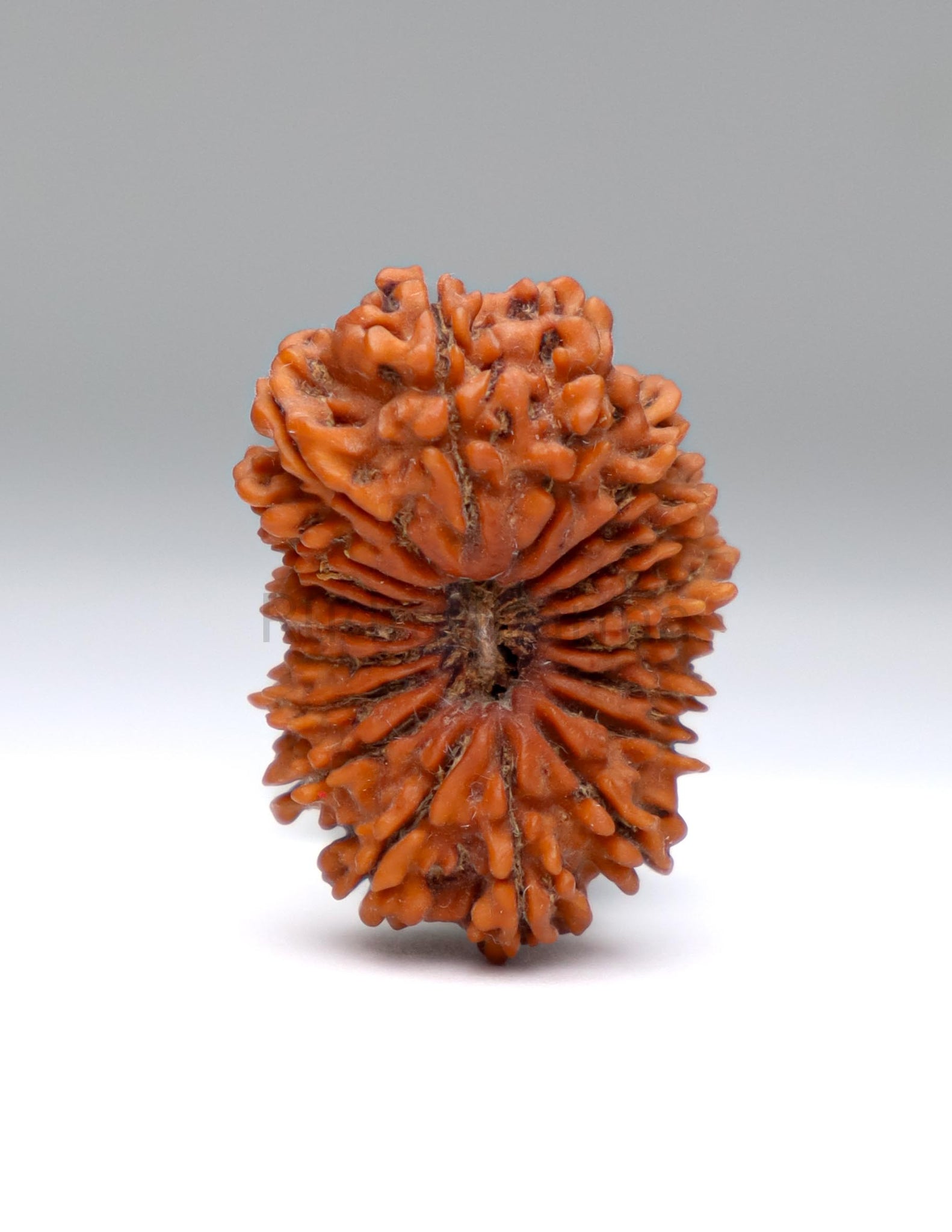 19 Mukhi Nepal Rudraksha