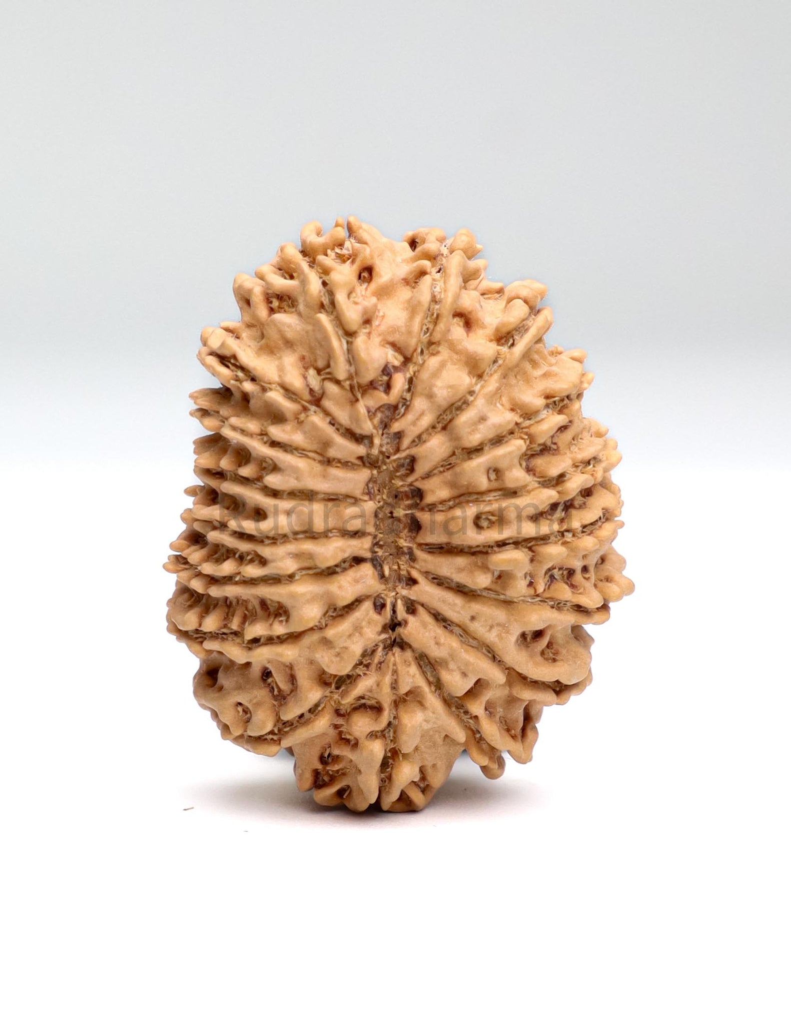 17 Mukhi Nepali Rudraksha