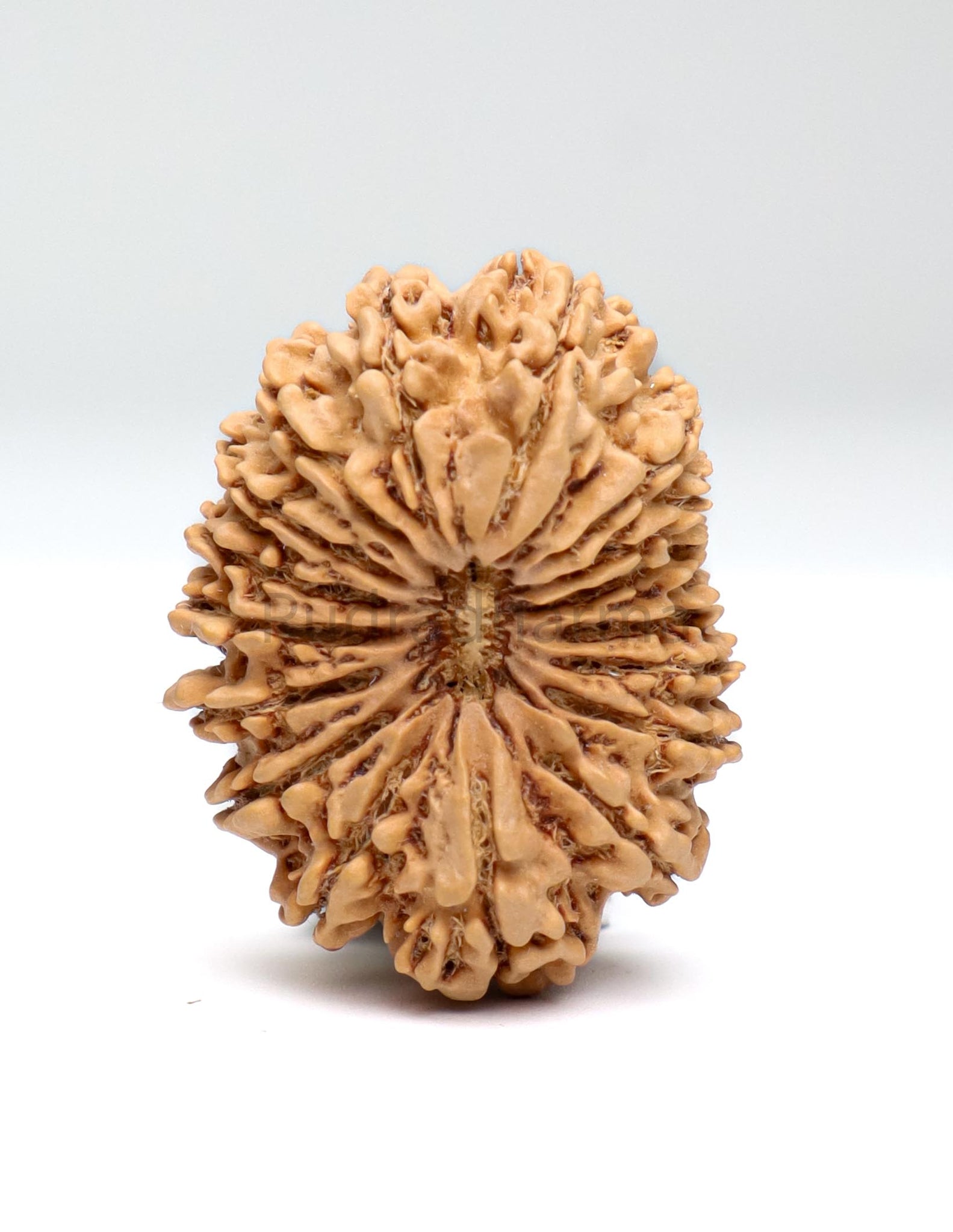 17 Mukhi Nepali Rudraksha