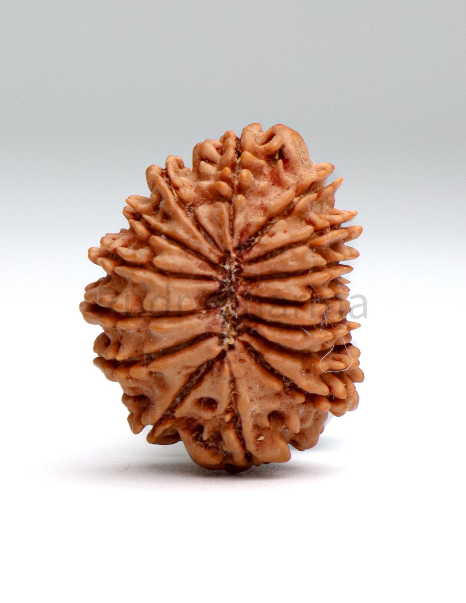 15 Mukhi Nepali Rudraksha