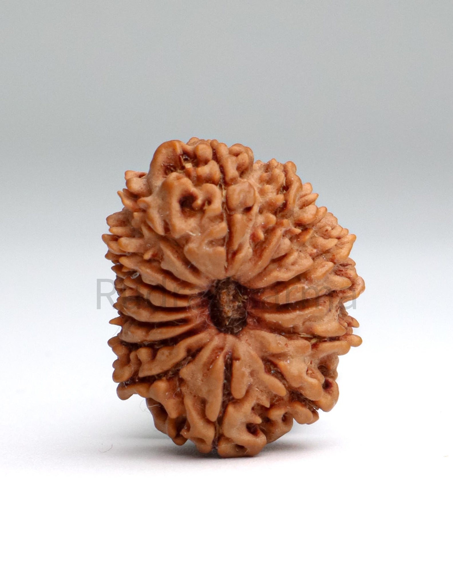 15 Mukhi Nepali Rudraksha