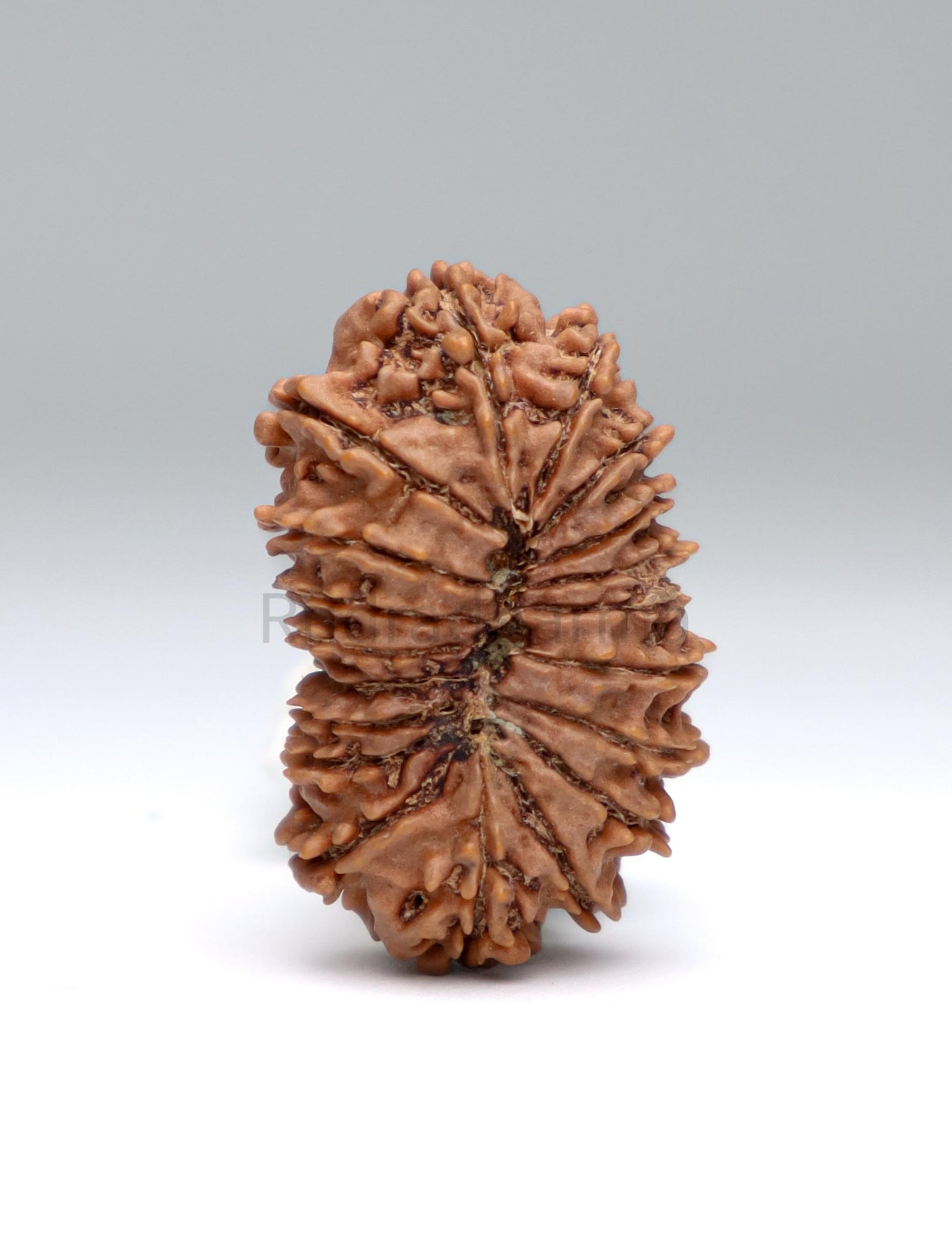 19 Mukhi Nepal Rudraksha