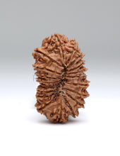 19 Mukhi Nepal Rudraksha