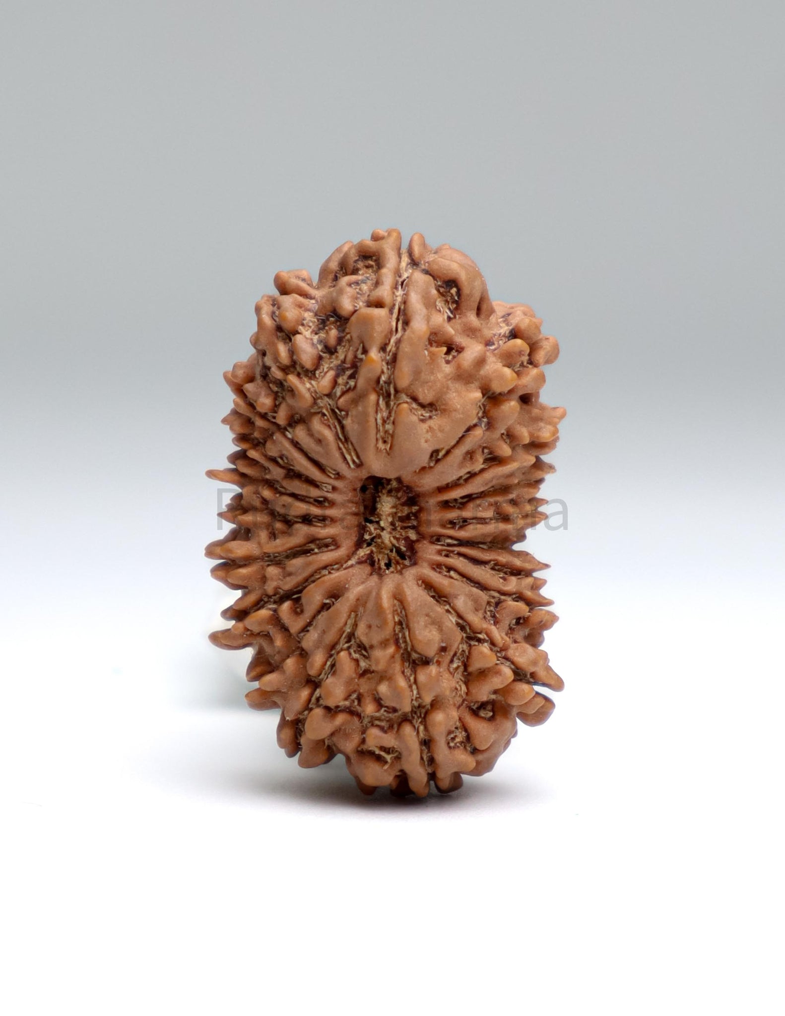 19 Mukhi Nepal Rudraksha