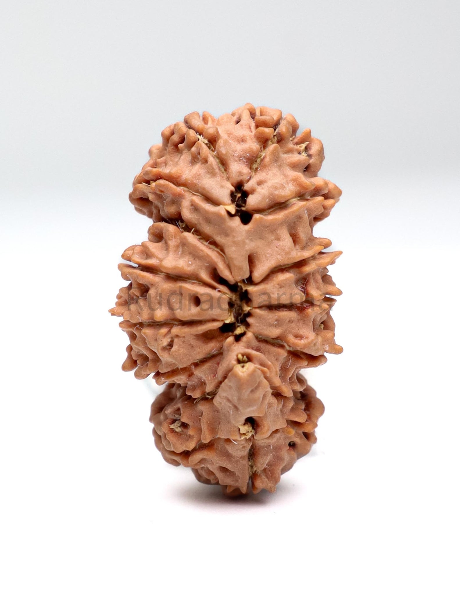 Trijuti Nepali Rudraksha