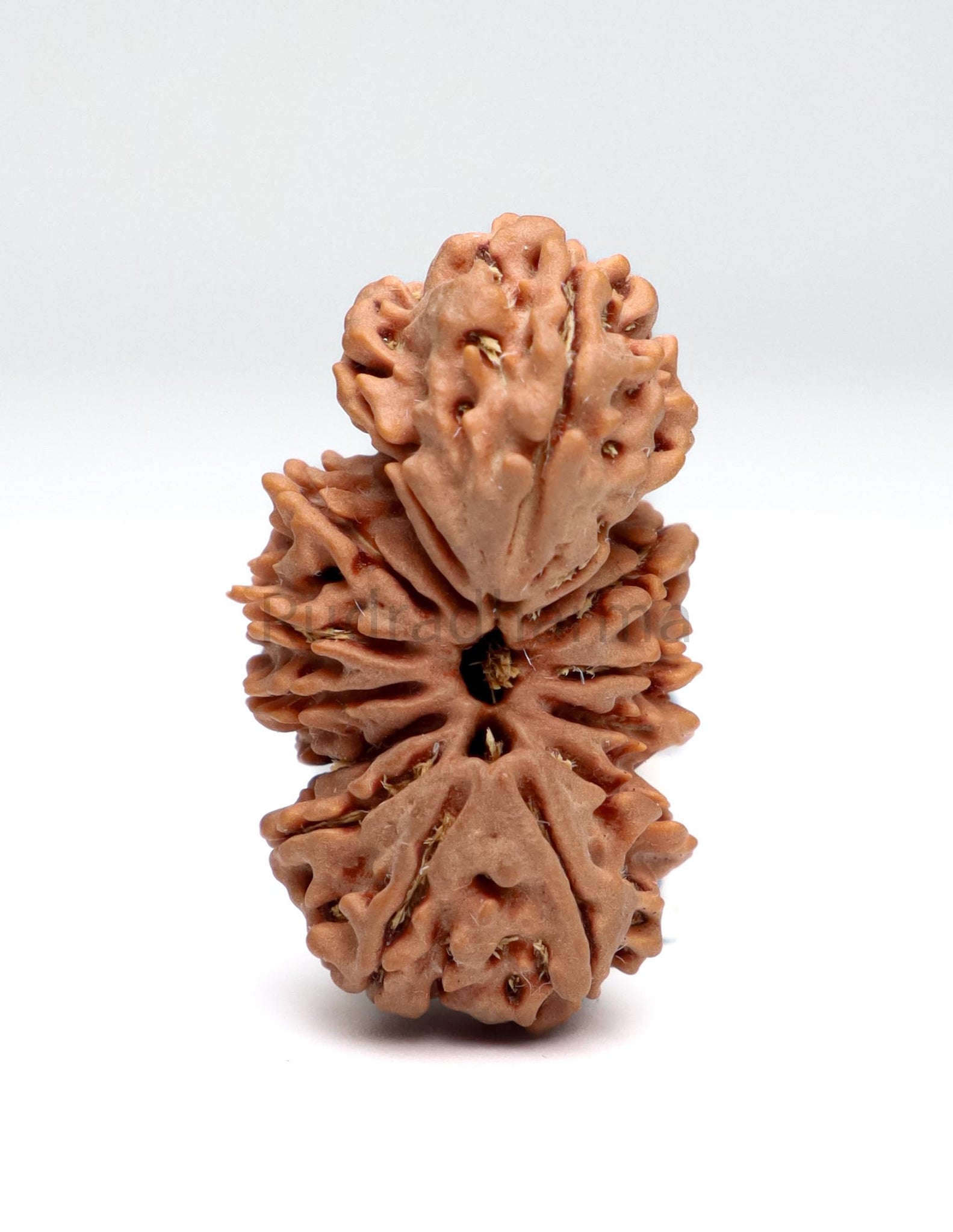 Trijuti Nepali Rudraksha