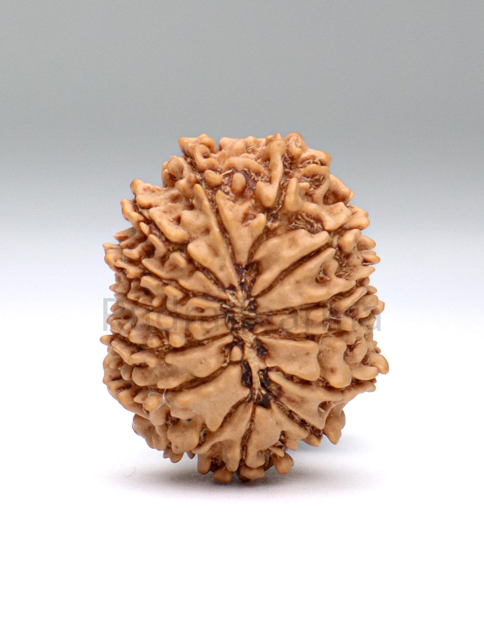 14 Mukhi Nepali Rudraksha