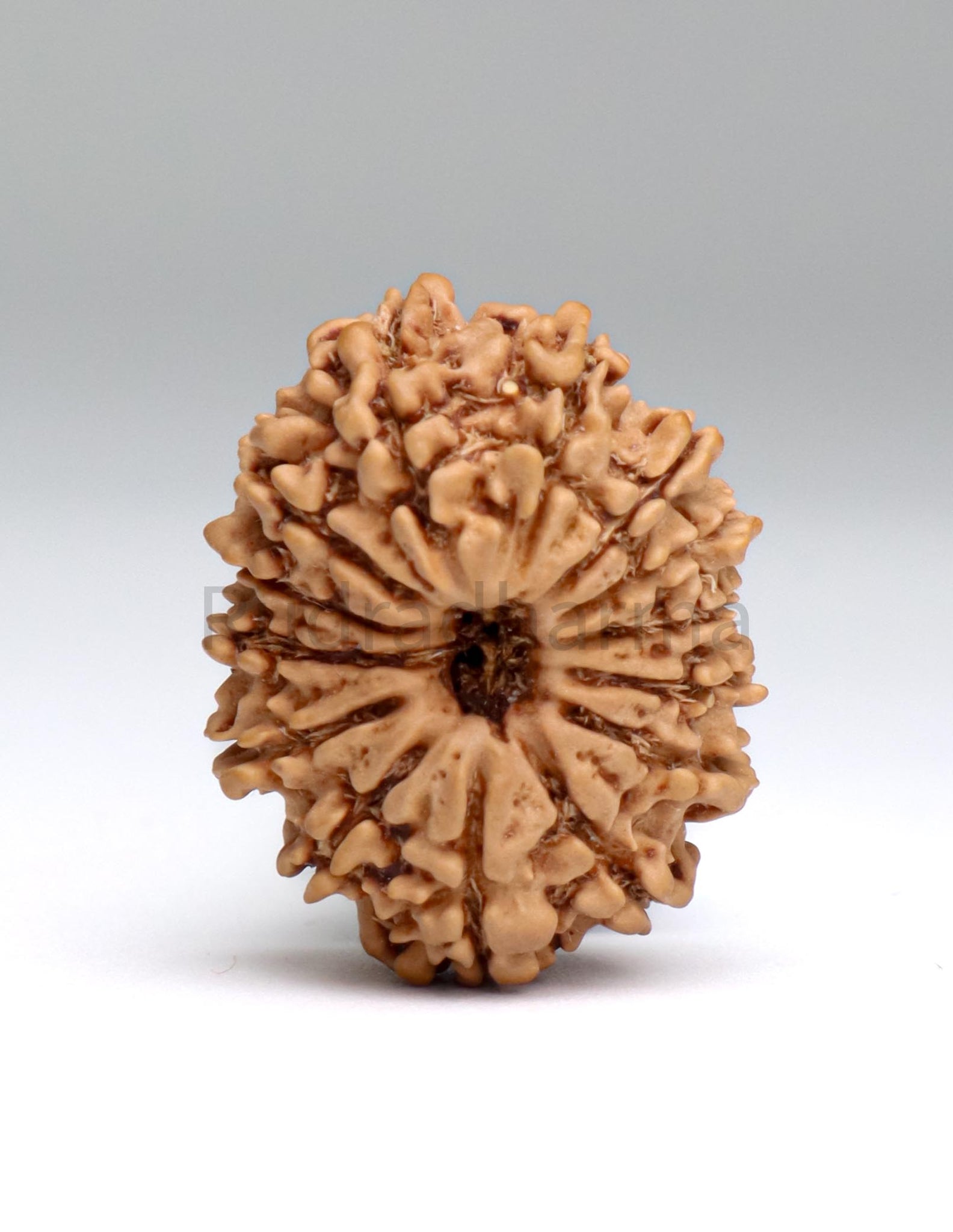 14 Mukhi Nepali Rudraksha