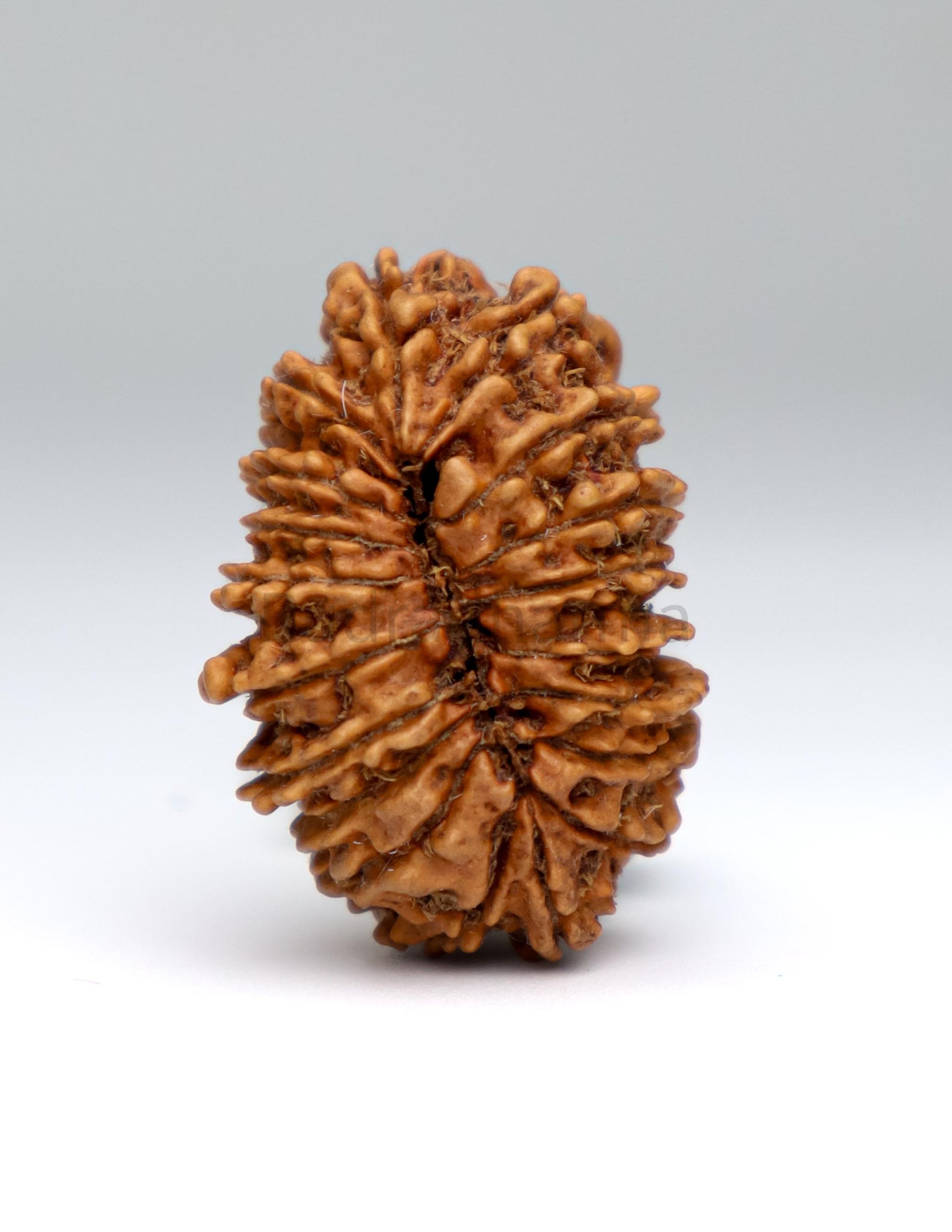 19 Mukhi Nepal Rudraksha