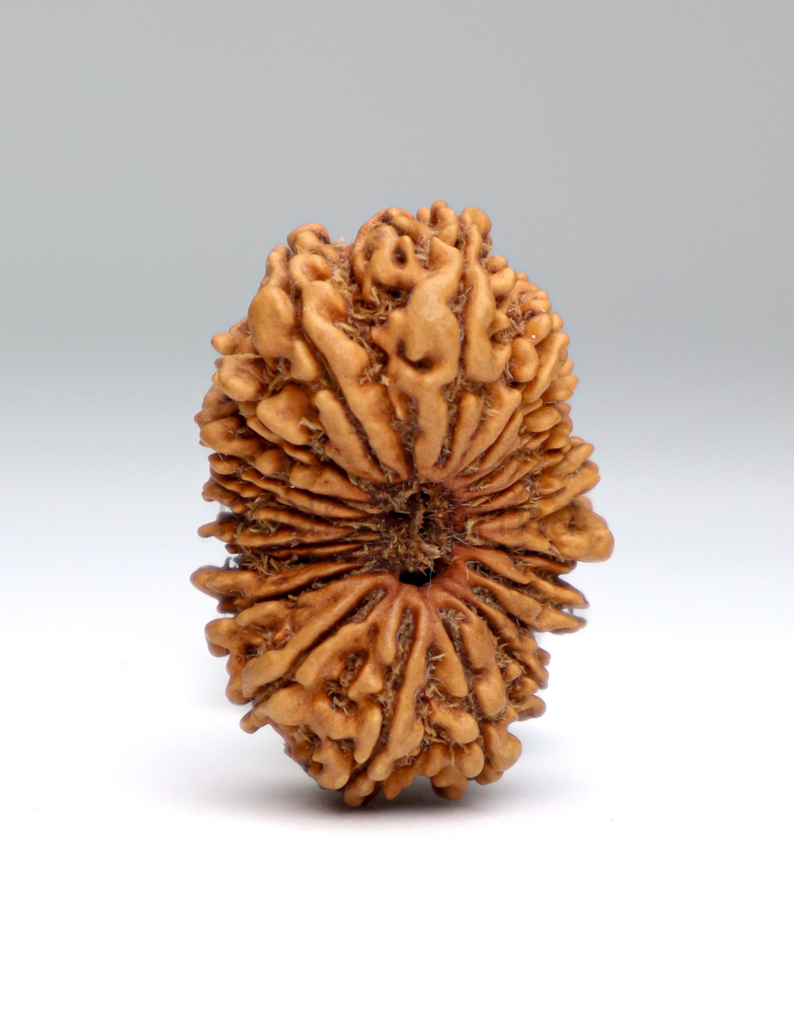 19 Mukhi Nepal Rudraksha