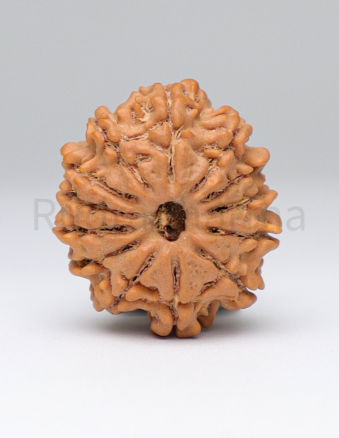 13 Mukhi Nepali Rudraksha