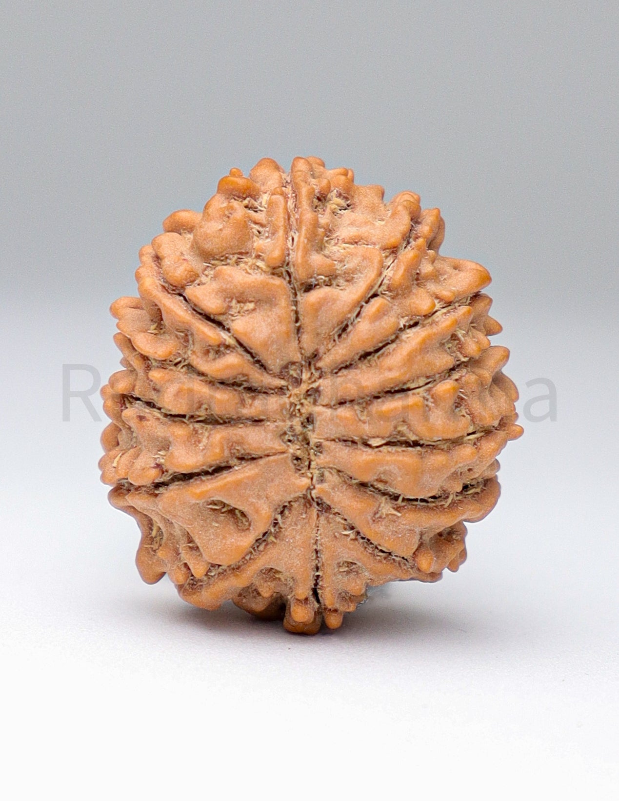 13 Mukhi Nepali Rudraksha