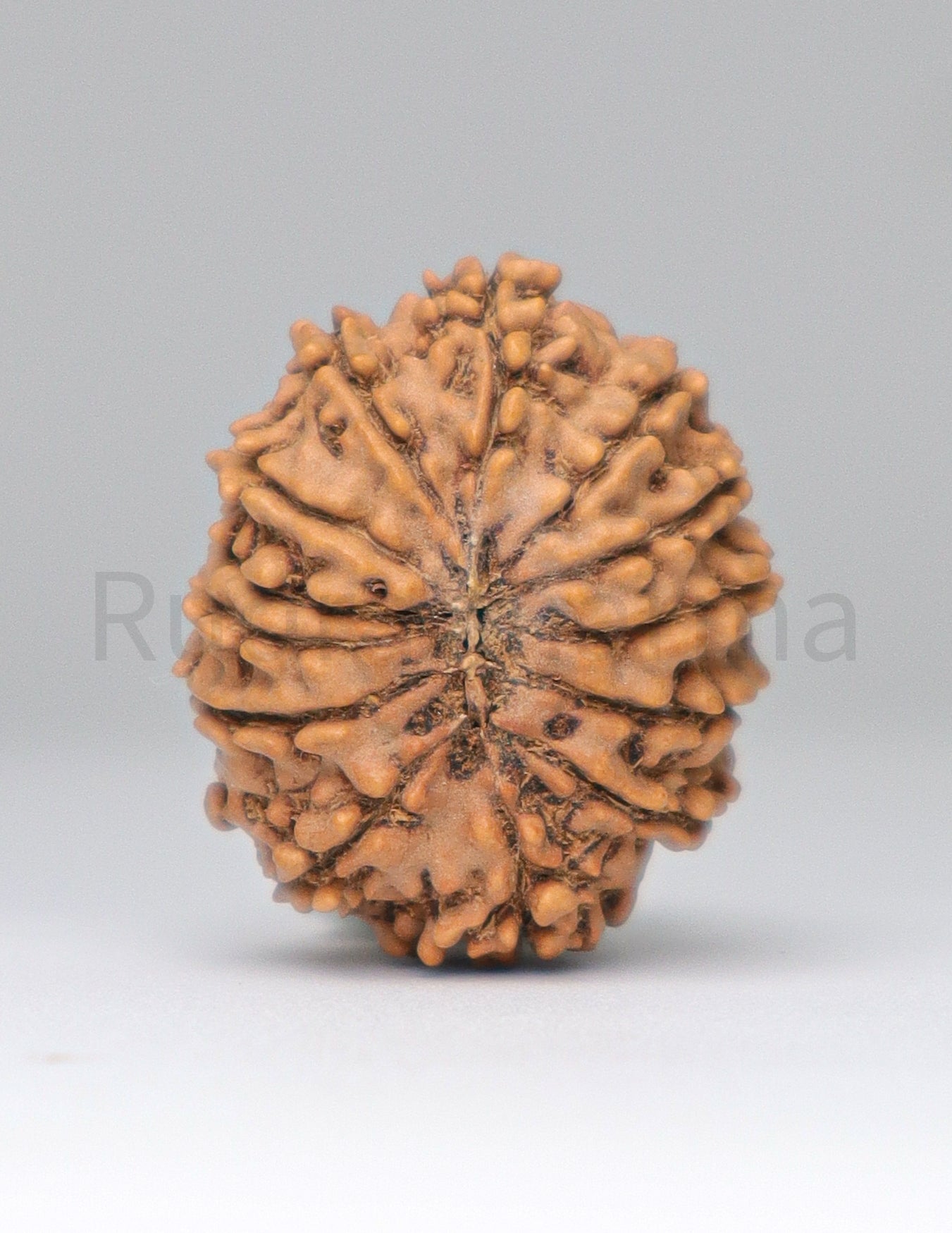 13 Mukhi Nepali Rudraksha