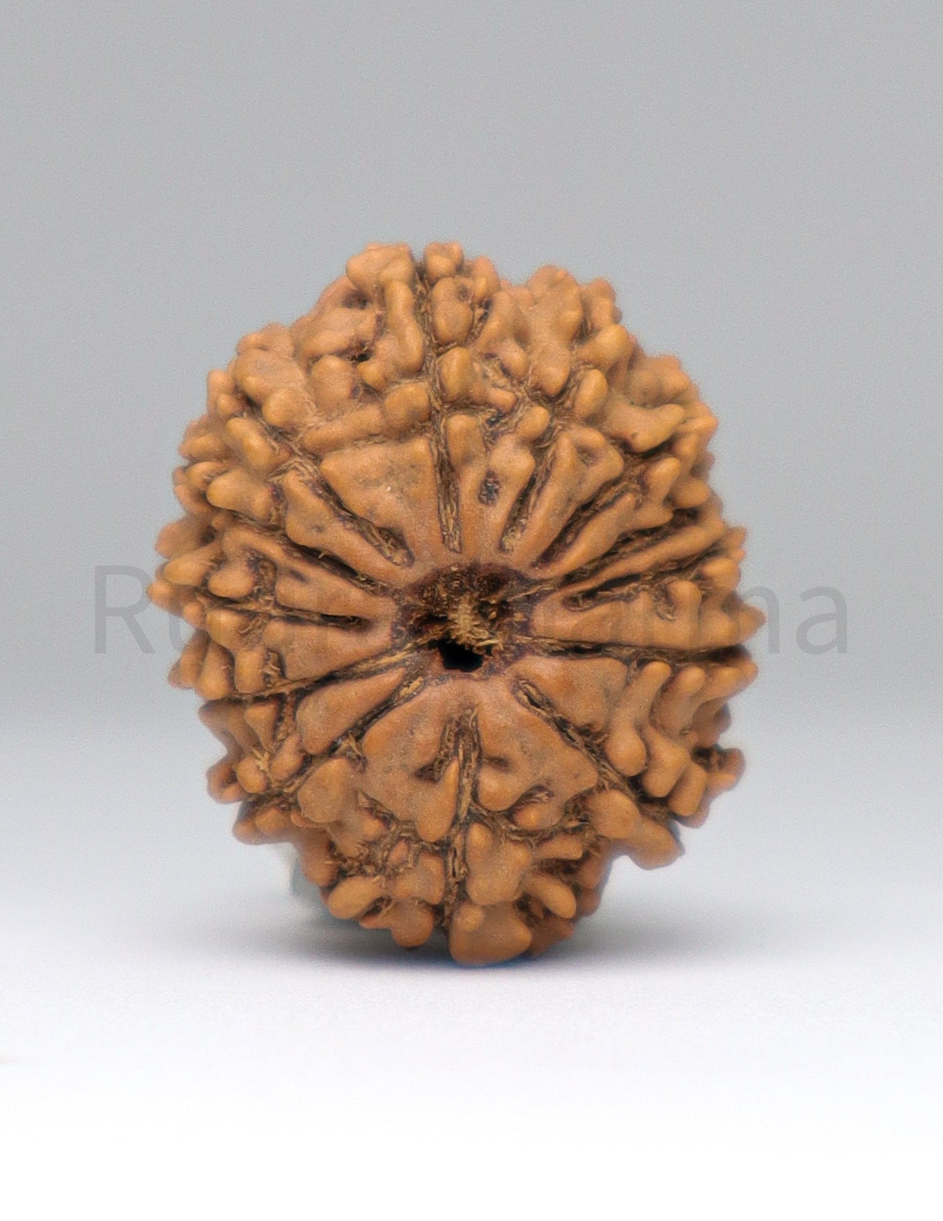 13 Mukhi Nepali Rudraksha