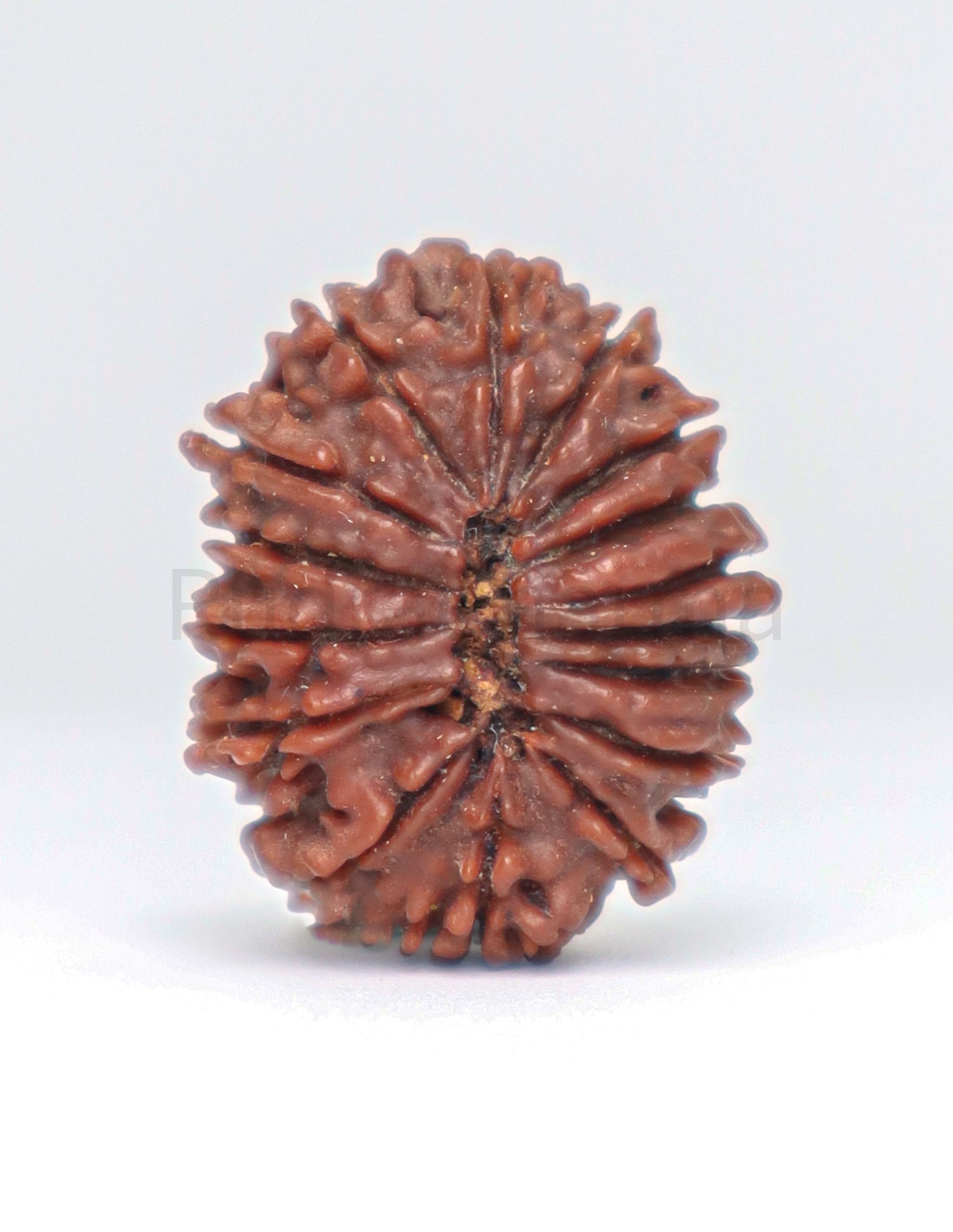 13 Mukhi Nepali Rudraksha