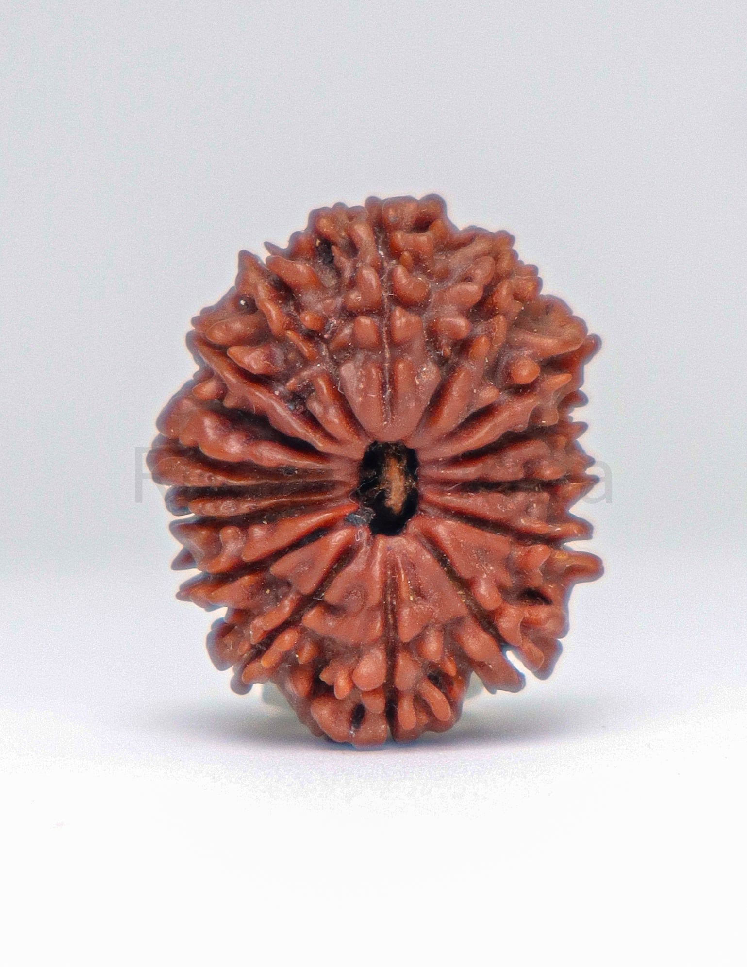 13 Mukhi Nepali Rudraksha