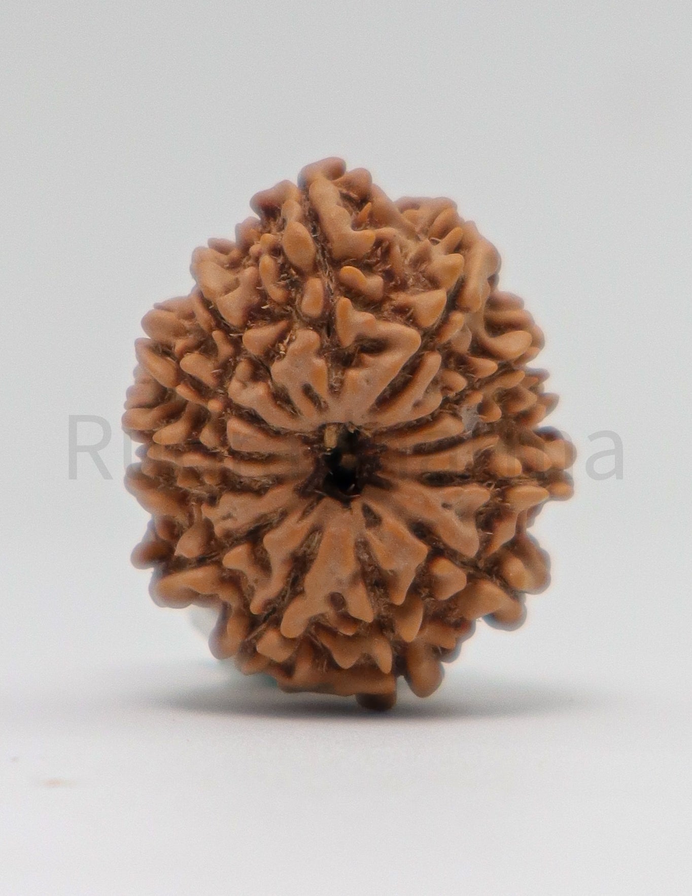 13 Mukhi Nepali Rudraksha