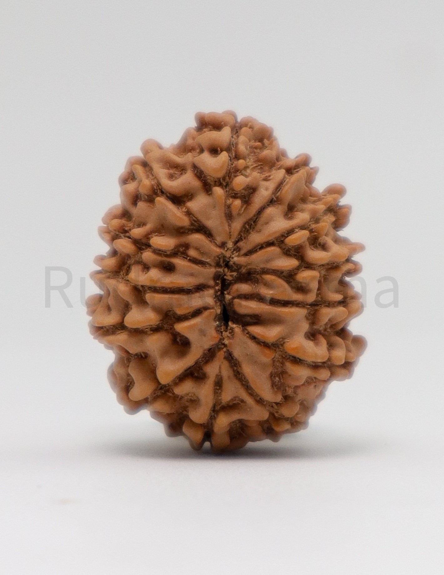 13 Mukhi Nepali Rudraksha