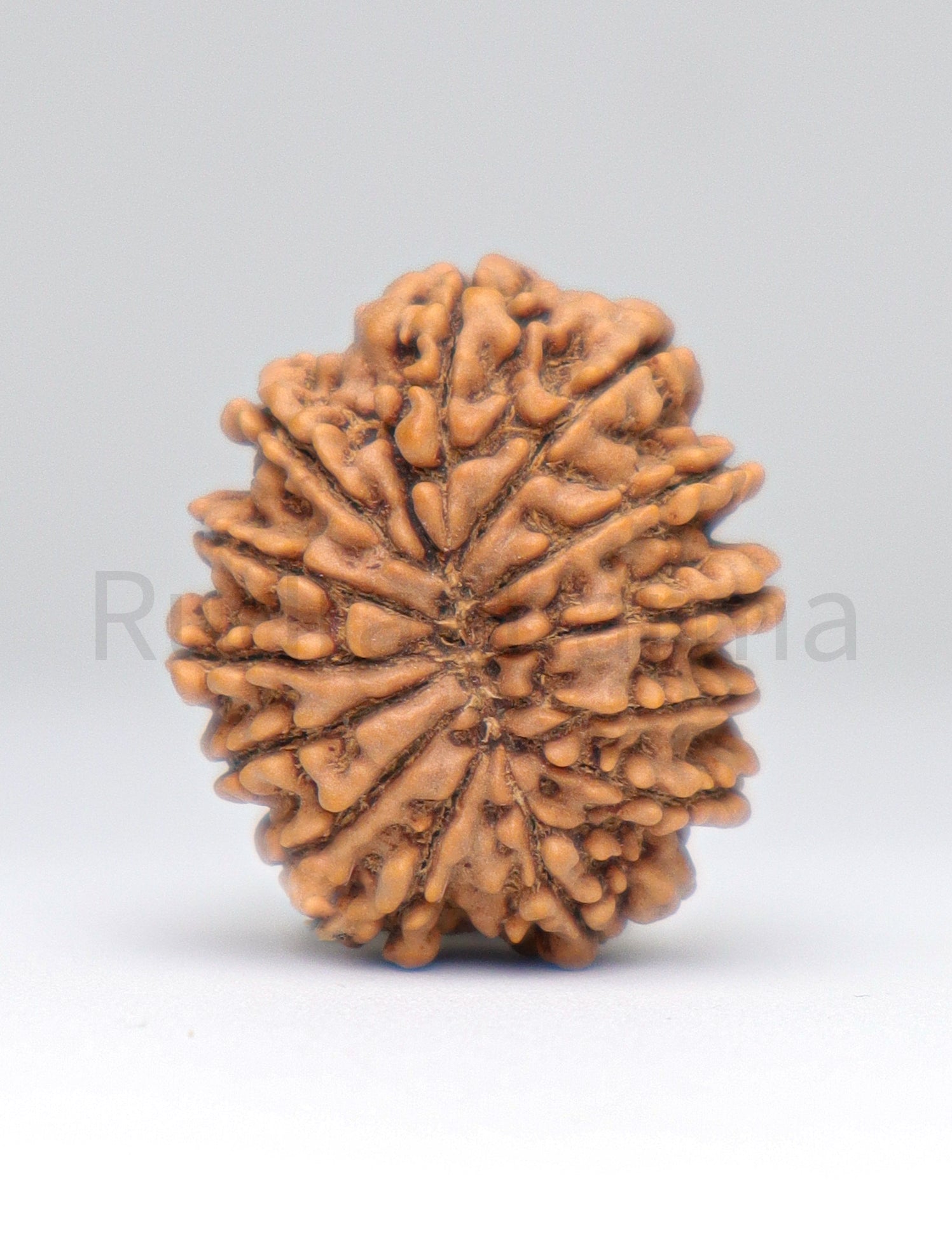 13 Mukhi Nepali Rudraksha