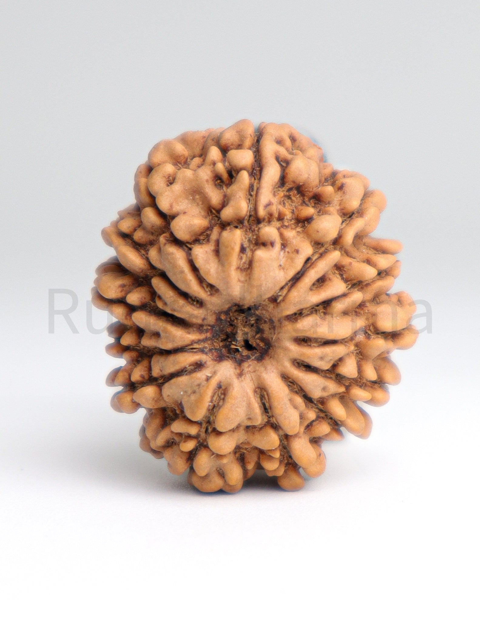 13 Mukhi Nepali Rudraksha