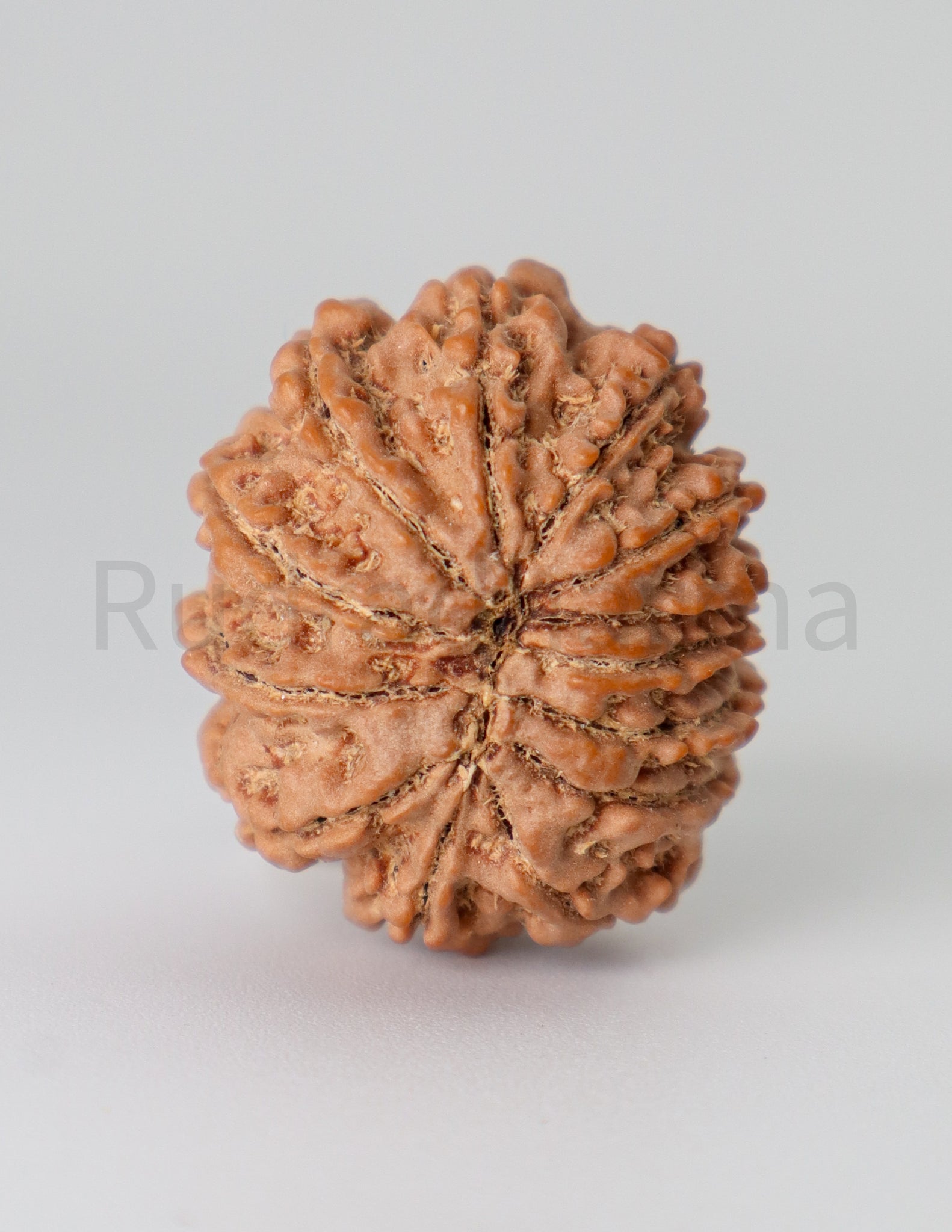 13 Mukhi Nepali Rudraksha