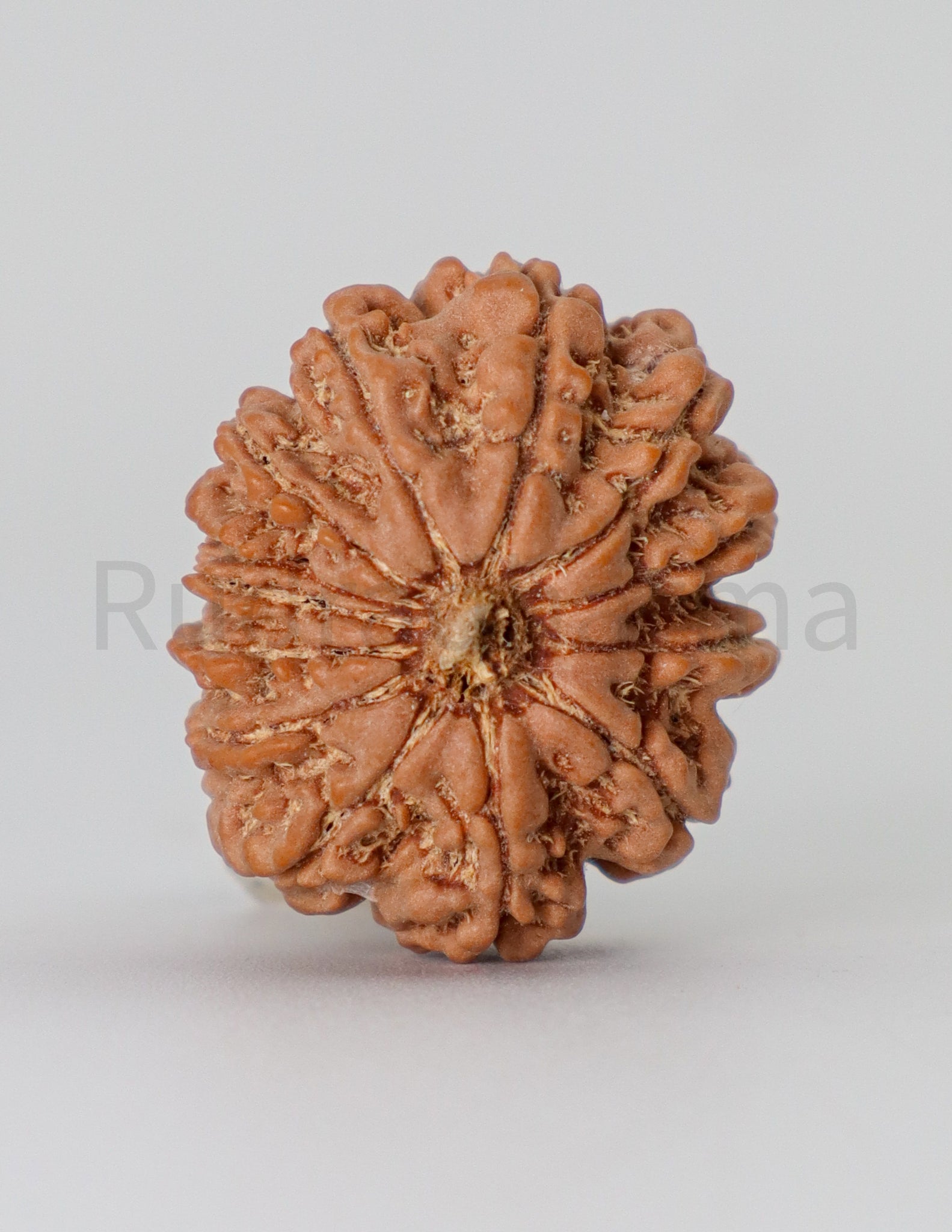 13 Mukhi Nepali Rudraksha