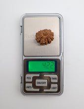 13 Mukhi Nepali Rudraksha