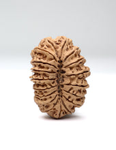 18 Mukhi Nepali Rudraksha