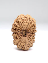 18 Mukhi Nepali Rudraksha