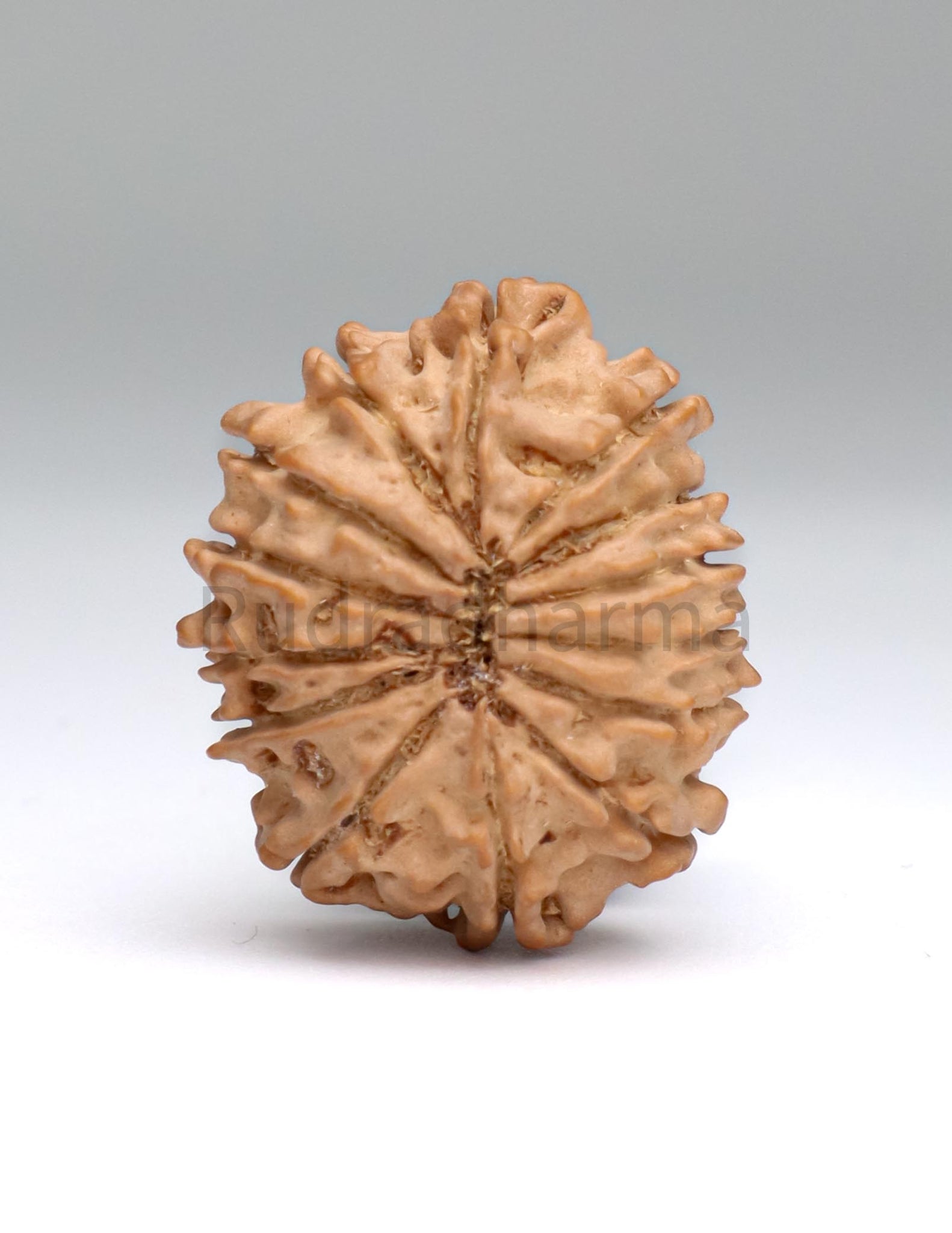 14 Mukhi Nepali Rudraksha