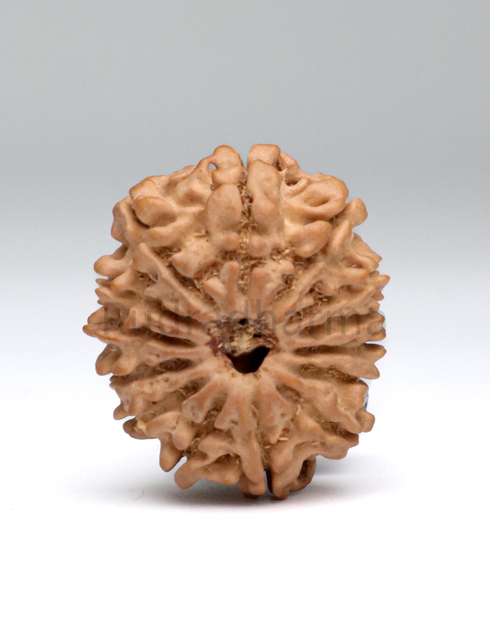 14 Mukhi Nepali Rudraksha