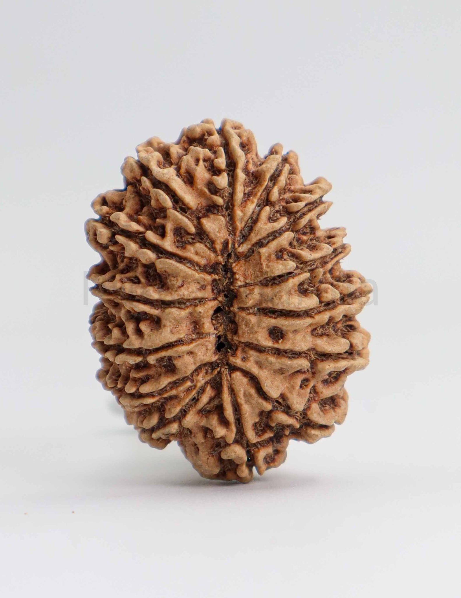 14 Mukhi Nepali Rudraksha