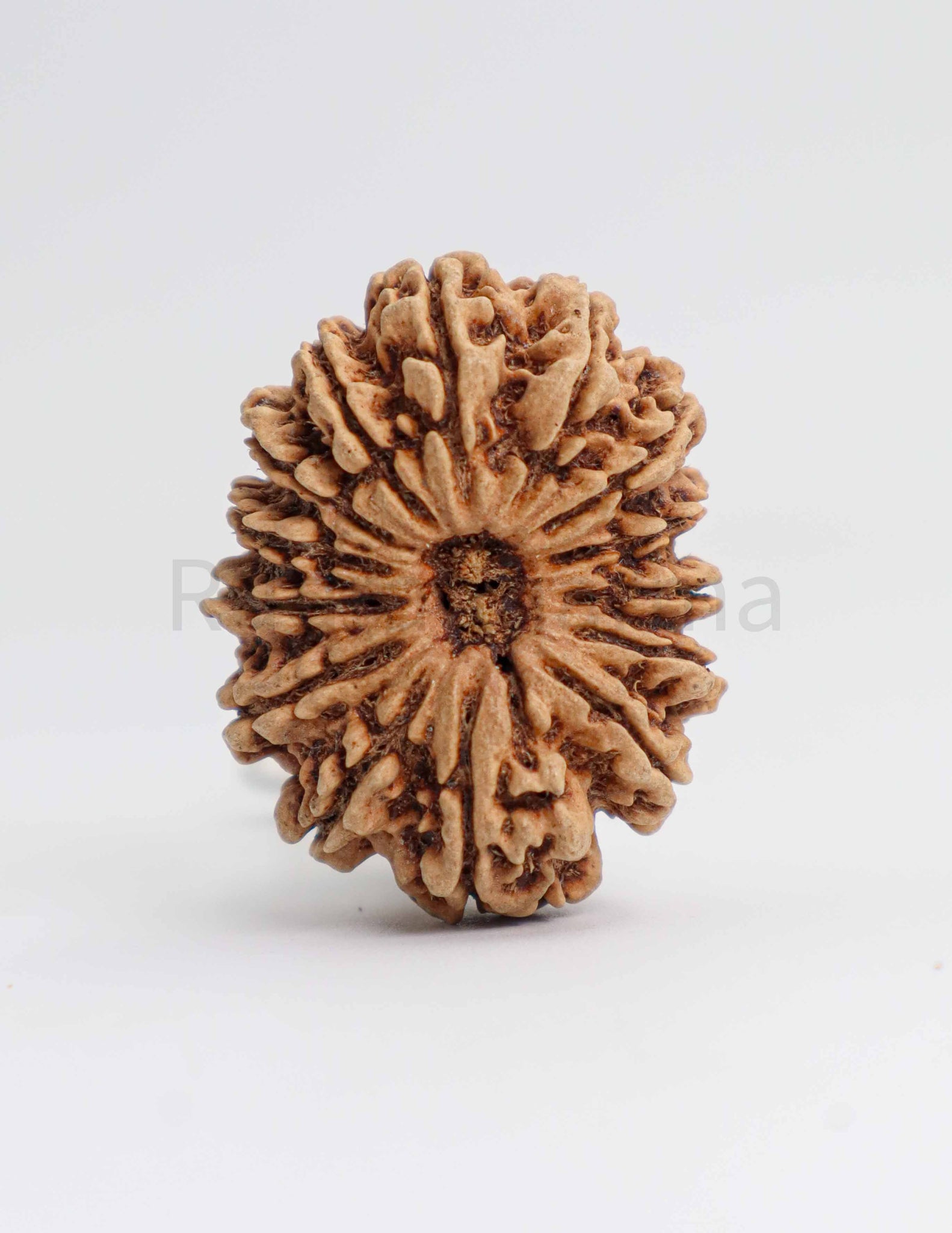 14 Mukhi Nepali Rudraksha