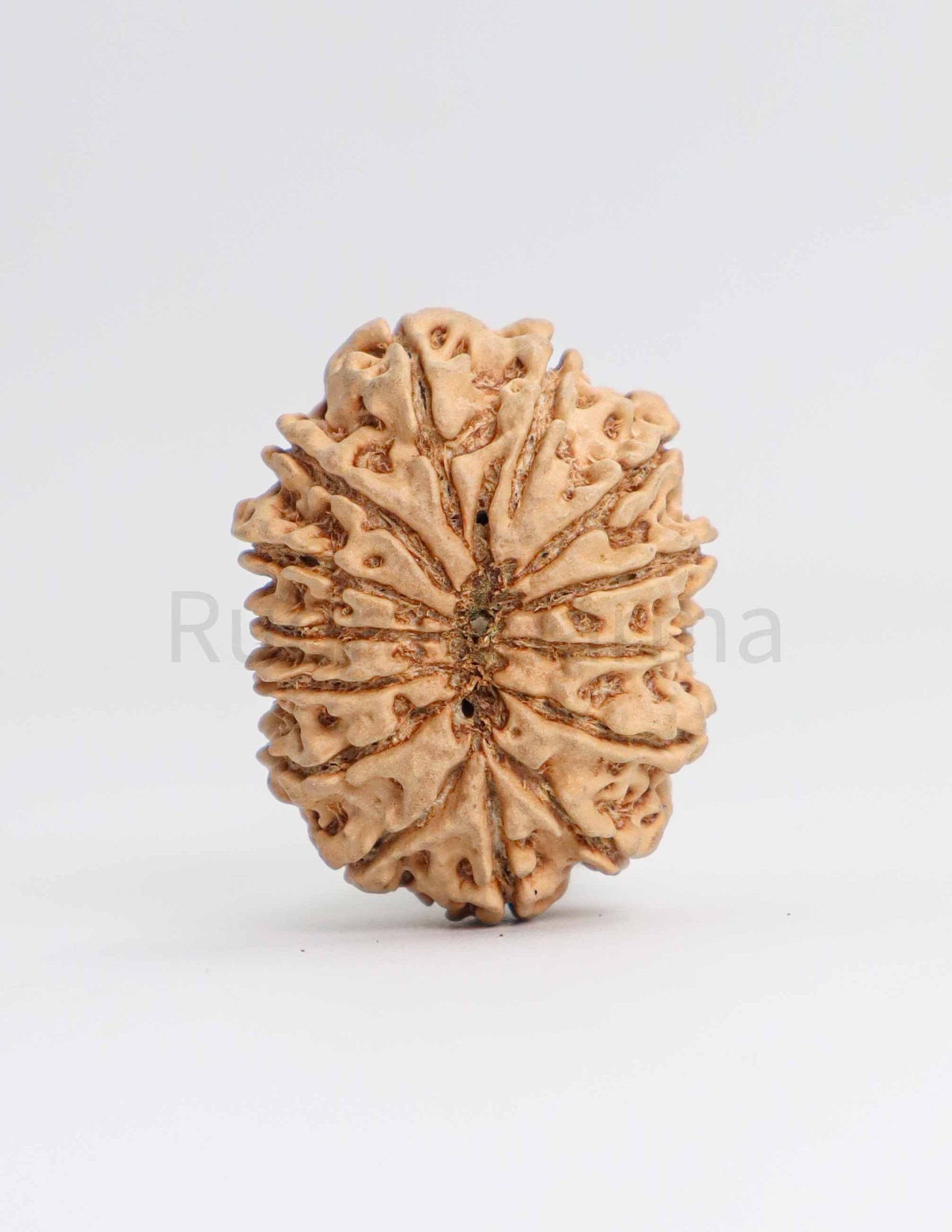 14 Mukhi Nepali Rudraksha