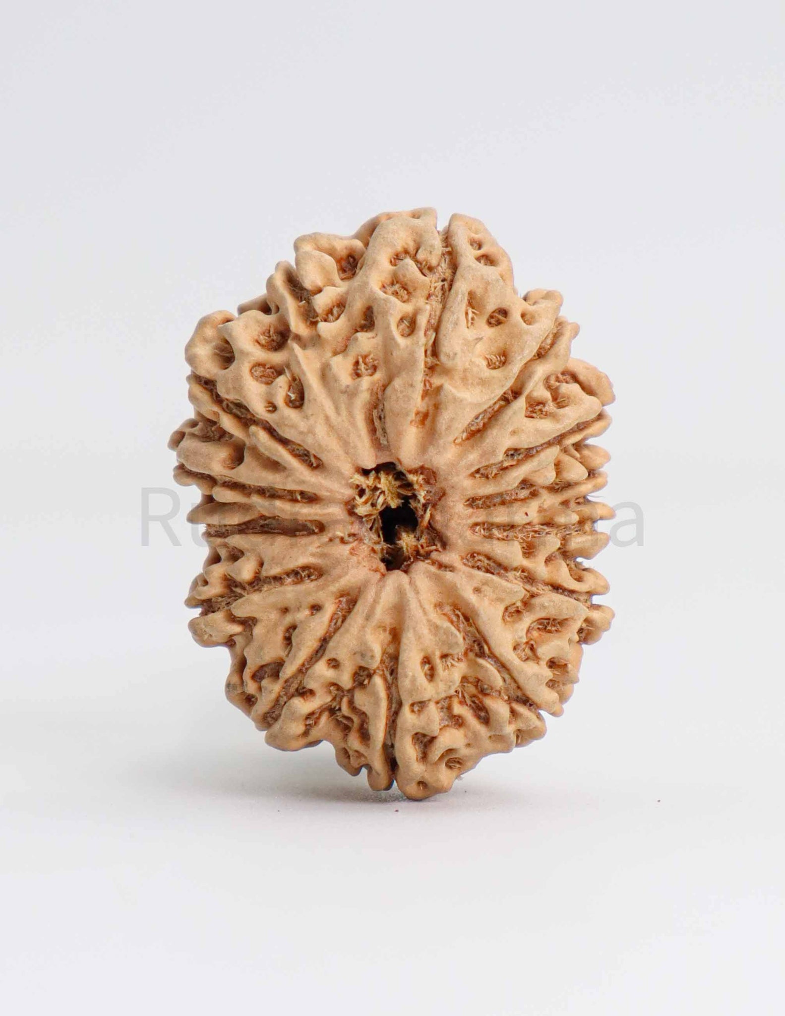 14 Mukhi Nepali Rudraksha