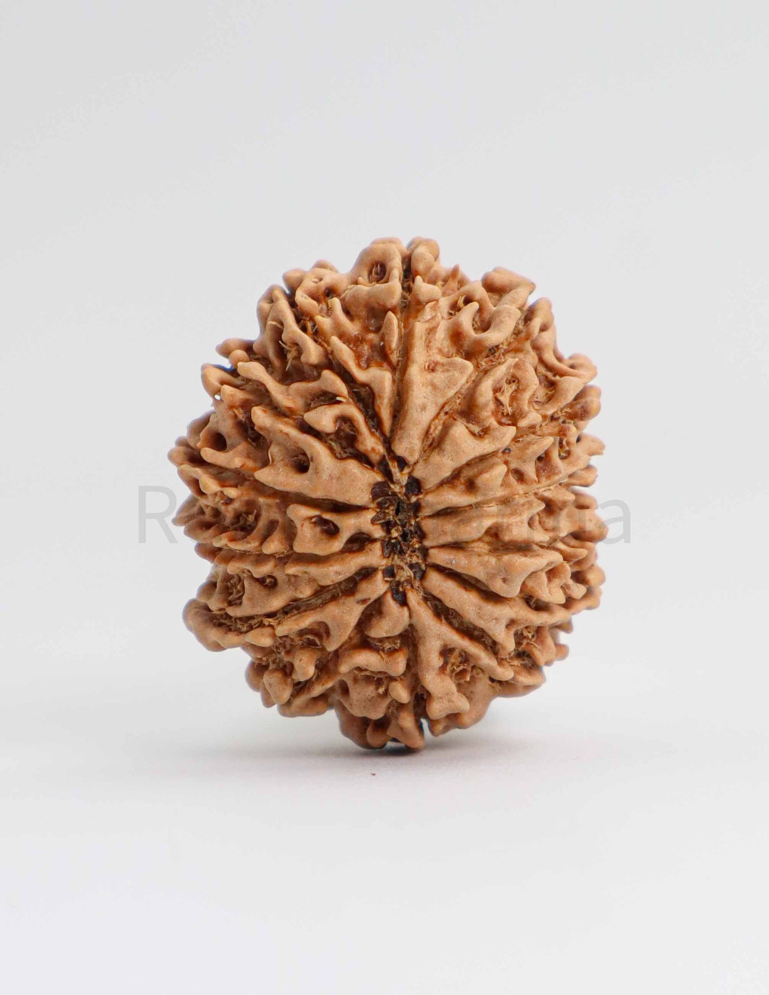 14 Mukhi Nepali Rudraksha