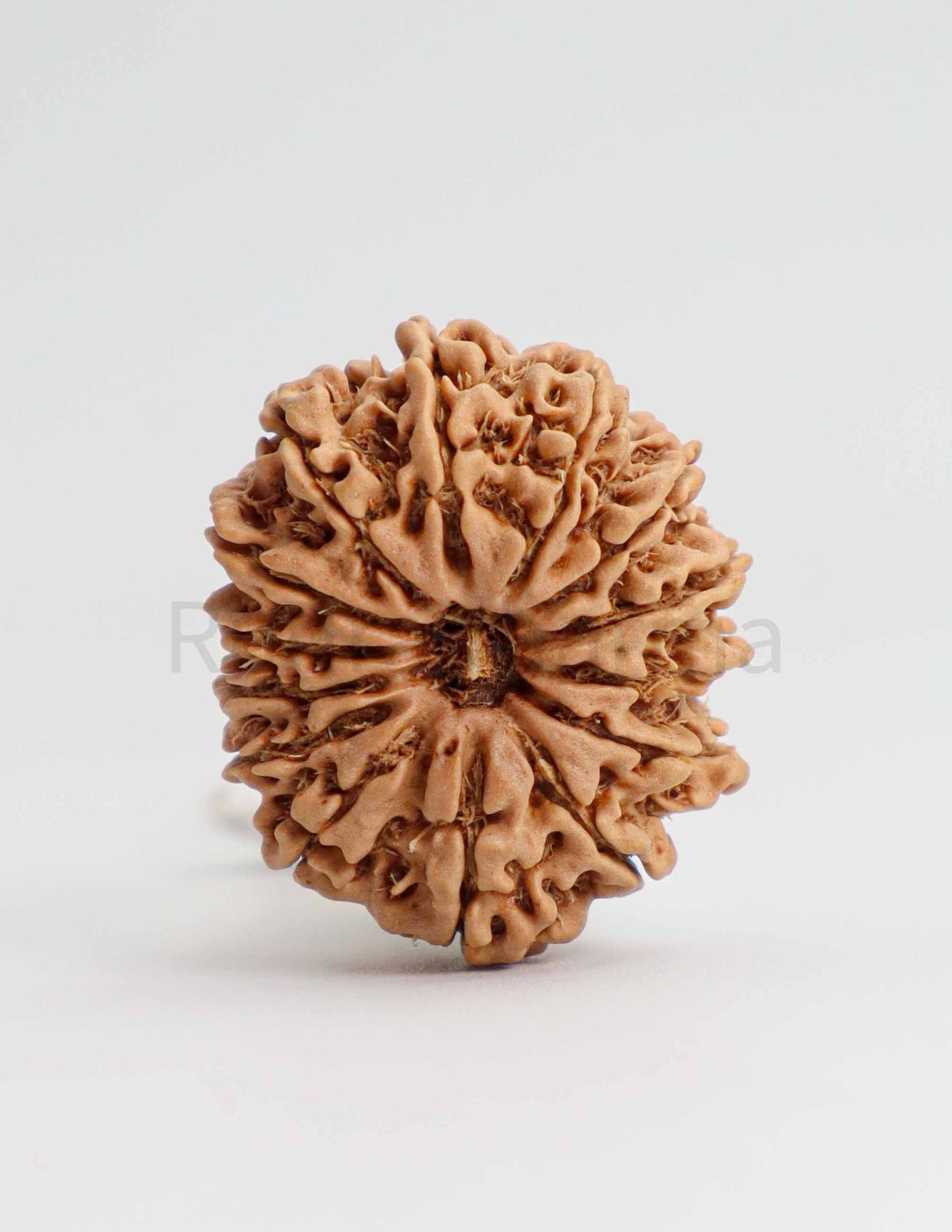 14 Mukhi Nepali Rudraksha