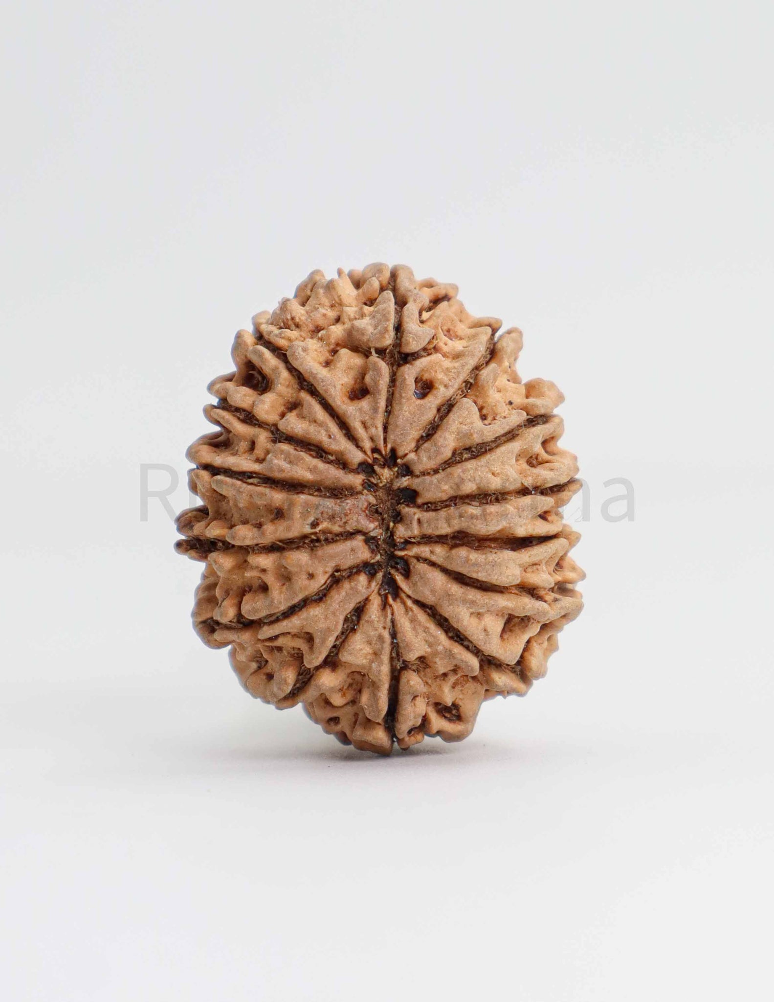 14 Mukhi Nepali Rudraksha