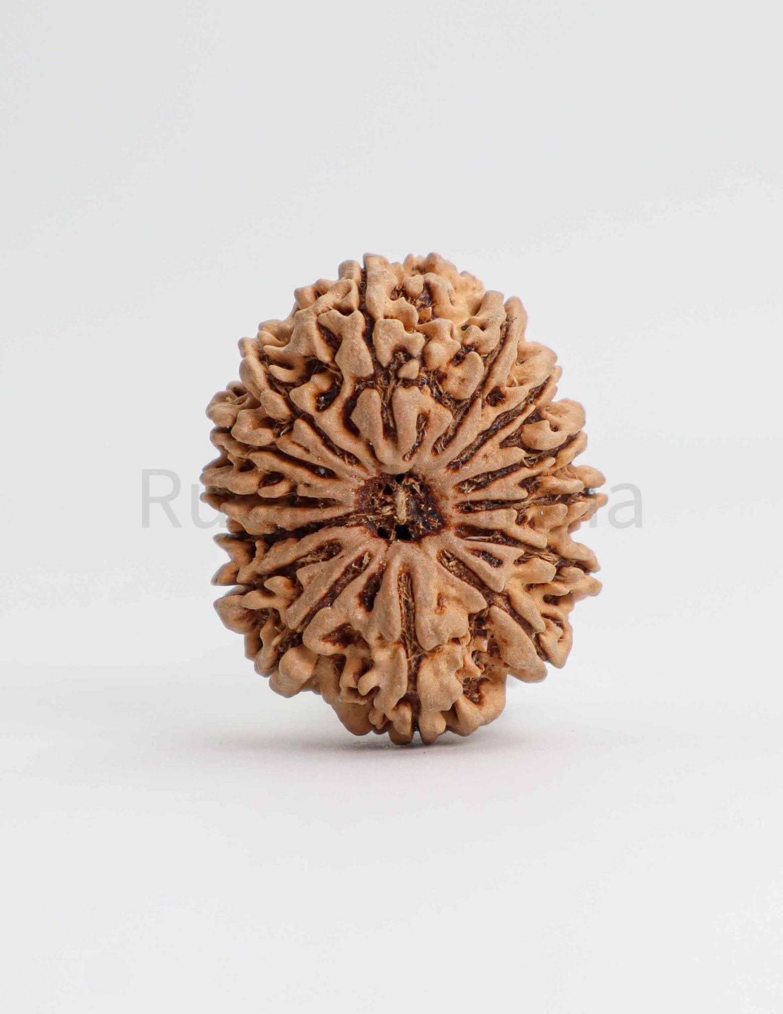 14 Mukhi Nepali Rudraksha