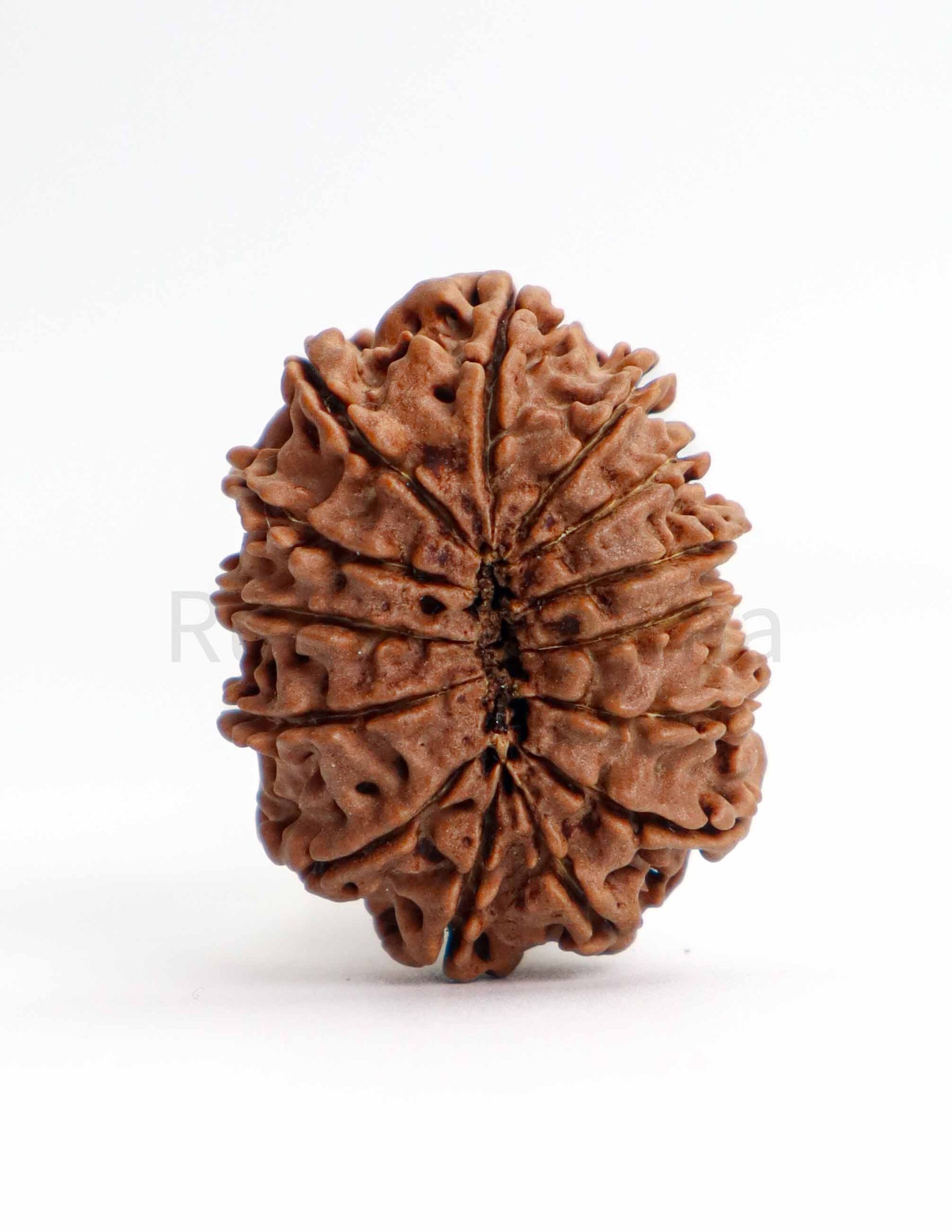 14 Mukhi Nepali Rudraksha