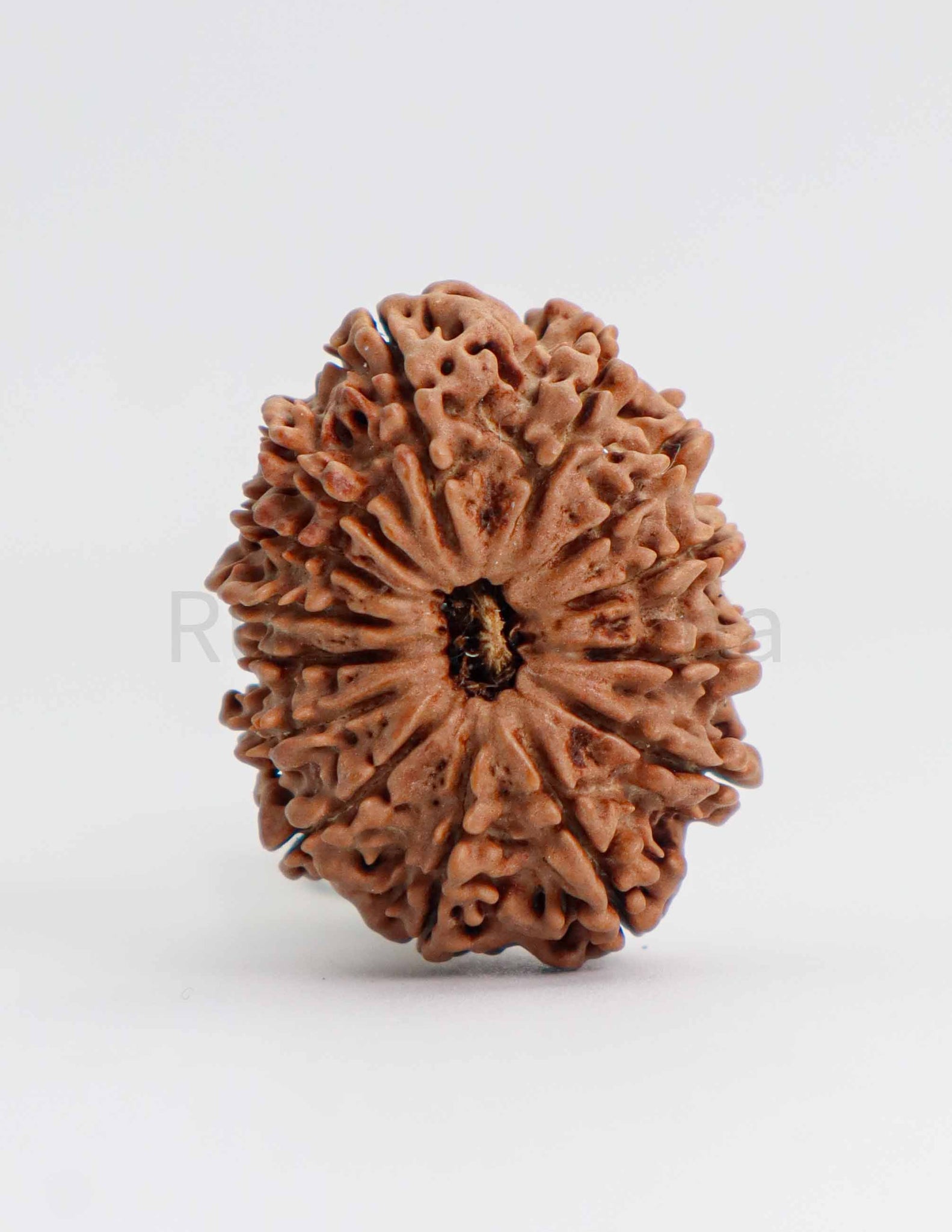 14 Mukhi Nepali Rudraksha