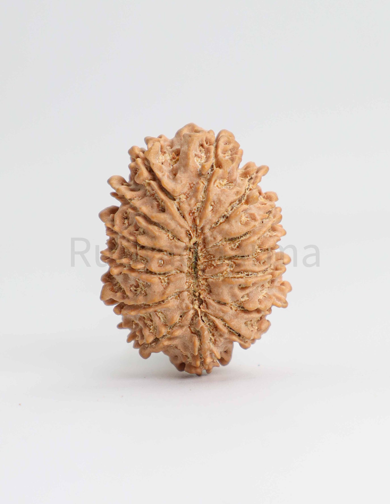 14 Mukhi Nepali Rudraksha