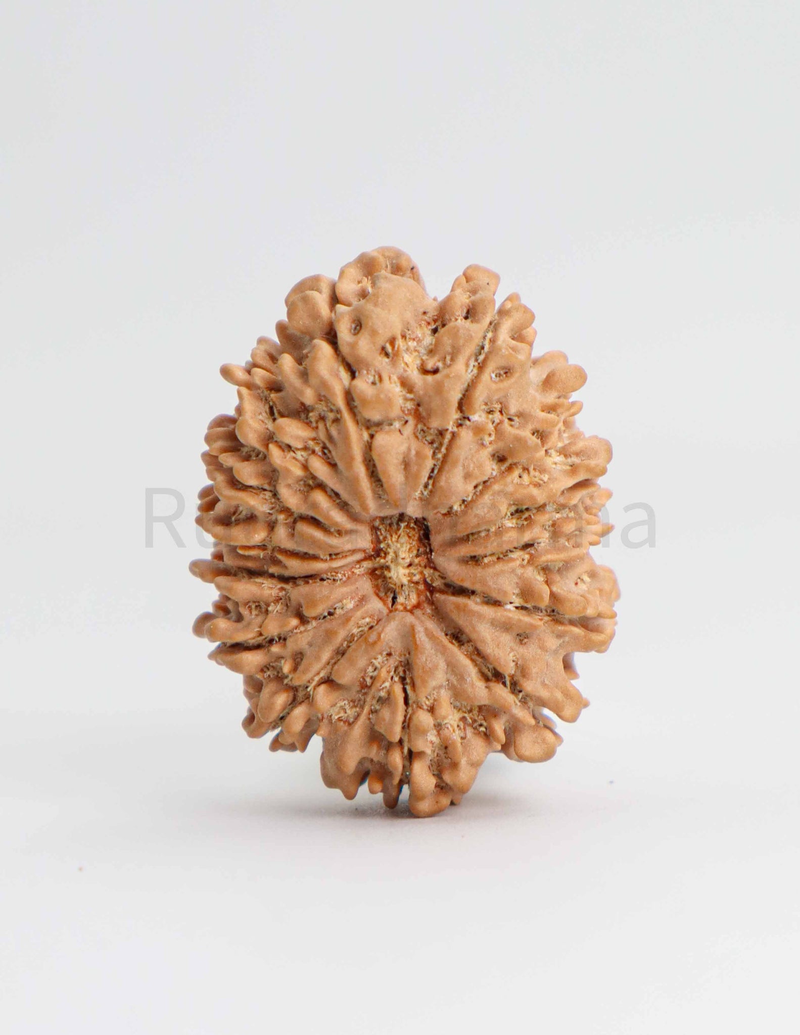 14 Mukhi Nepali Rudraksha