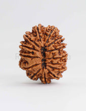 14 Mukhi Nepali Rudraksha